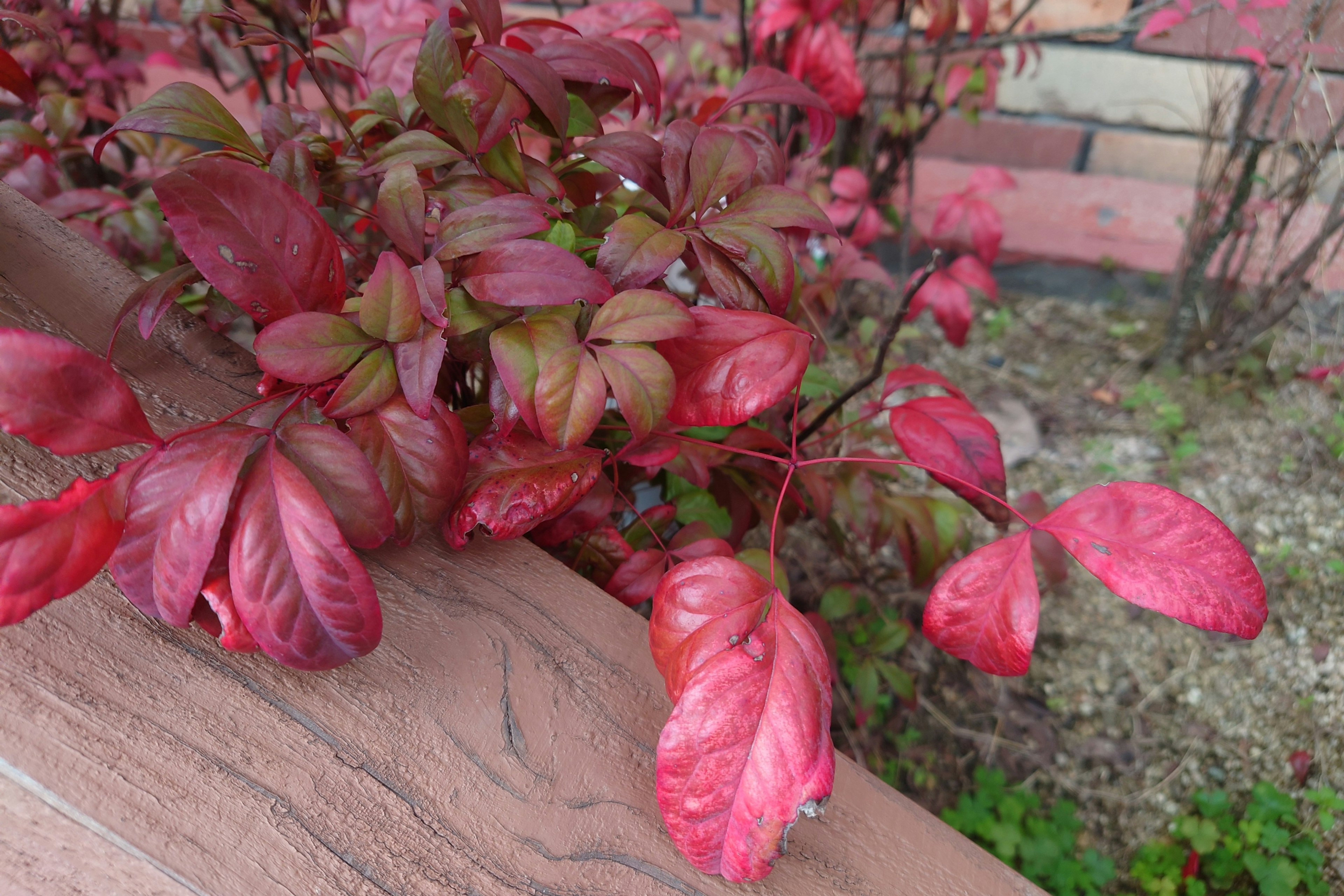 Foto de cerca de una planta con hojas rojas vibrantes