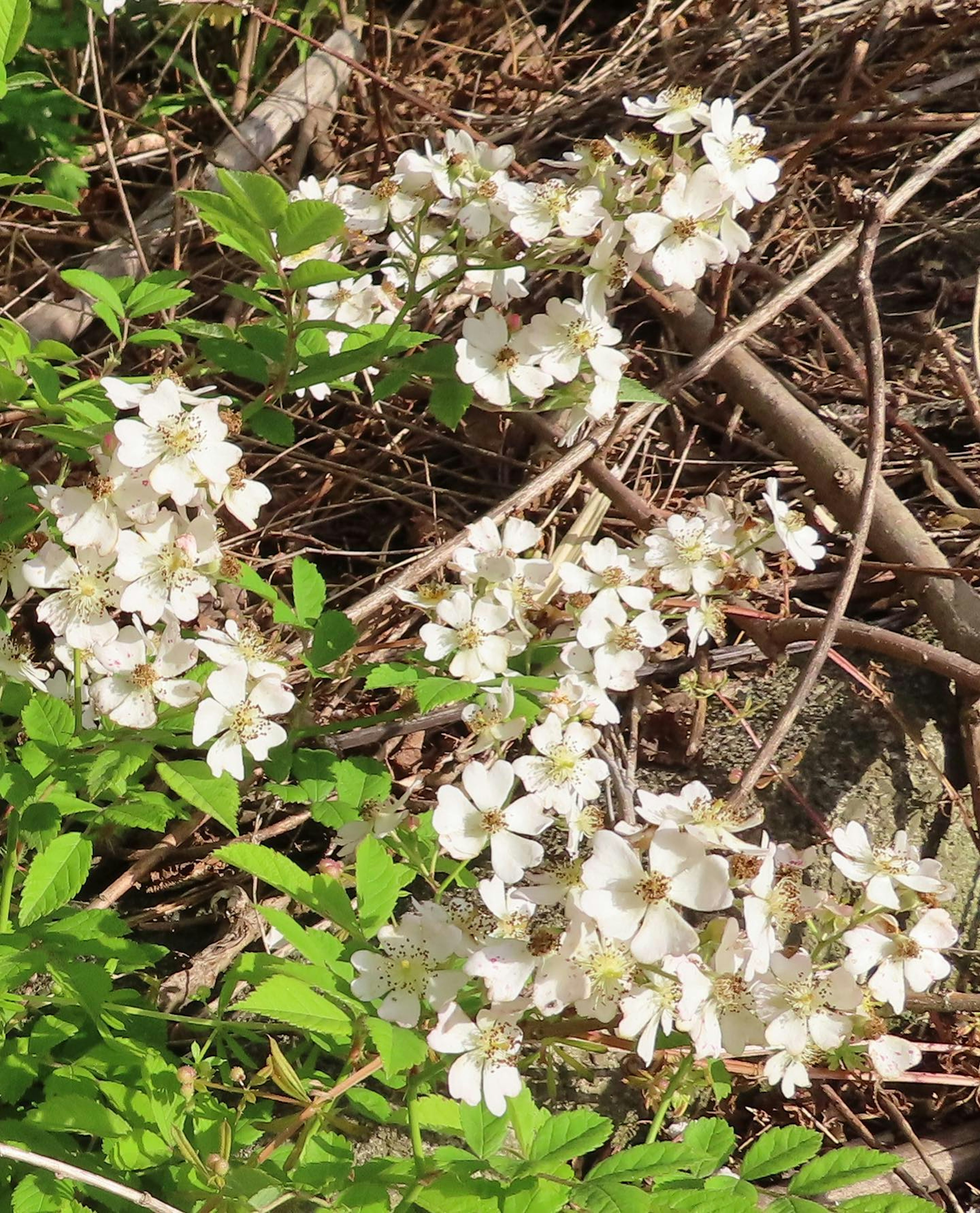 Groupe de fleurs blanches fleurissant parmi le feuillage vert