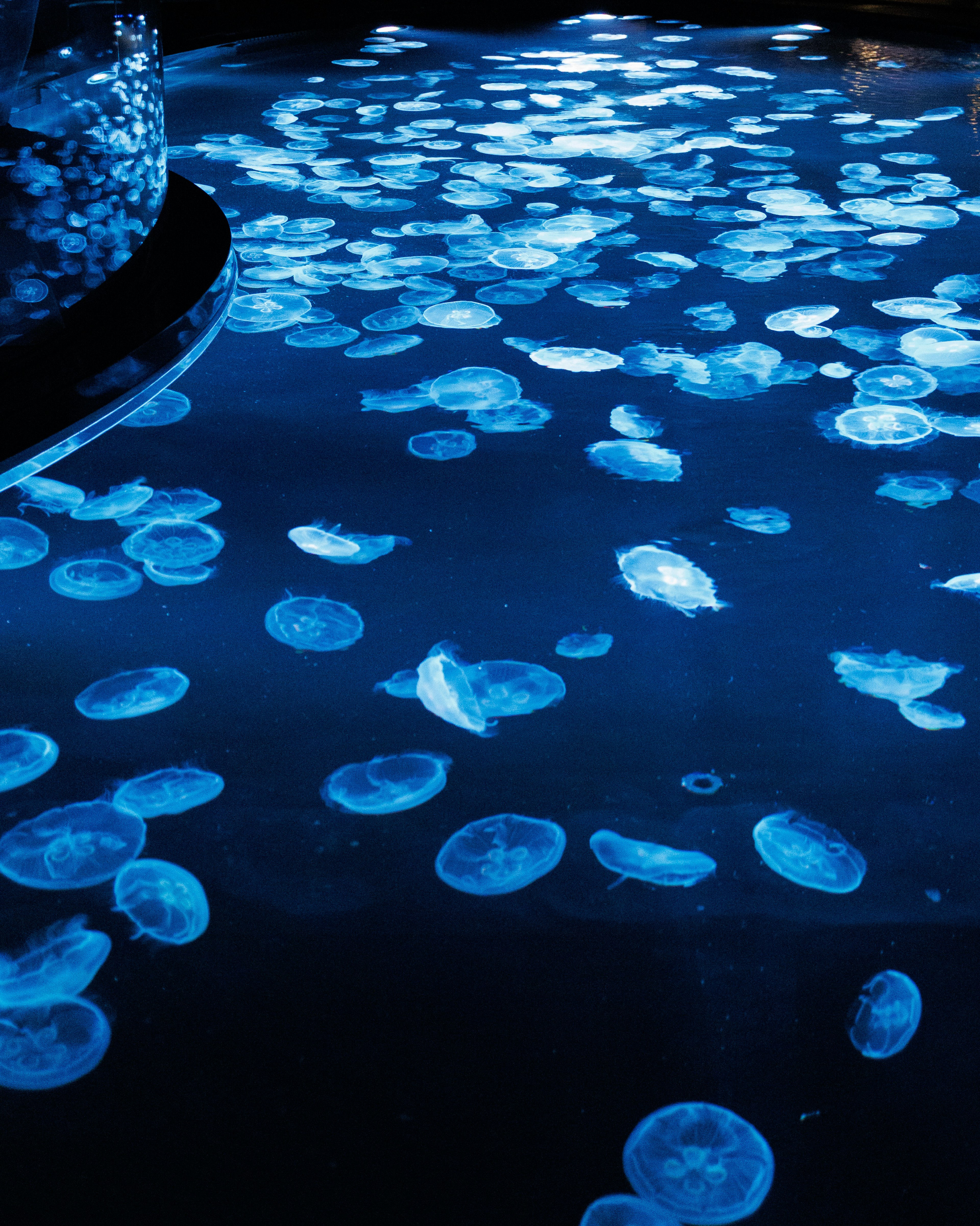 Un gruppo di meduse che galleggiano in acqua blu