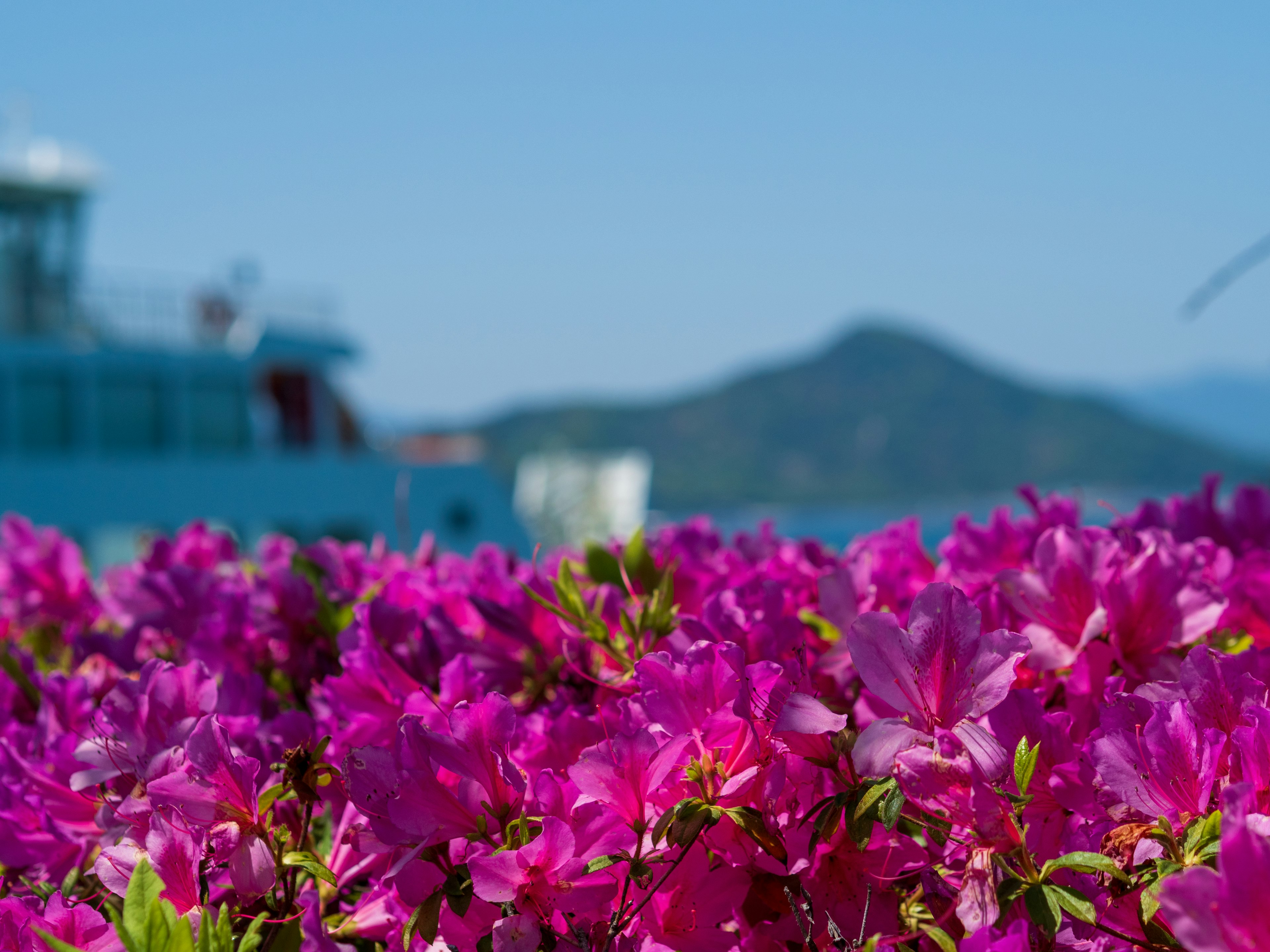 鮮やかなピンクの花と青い船の背景