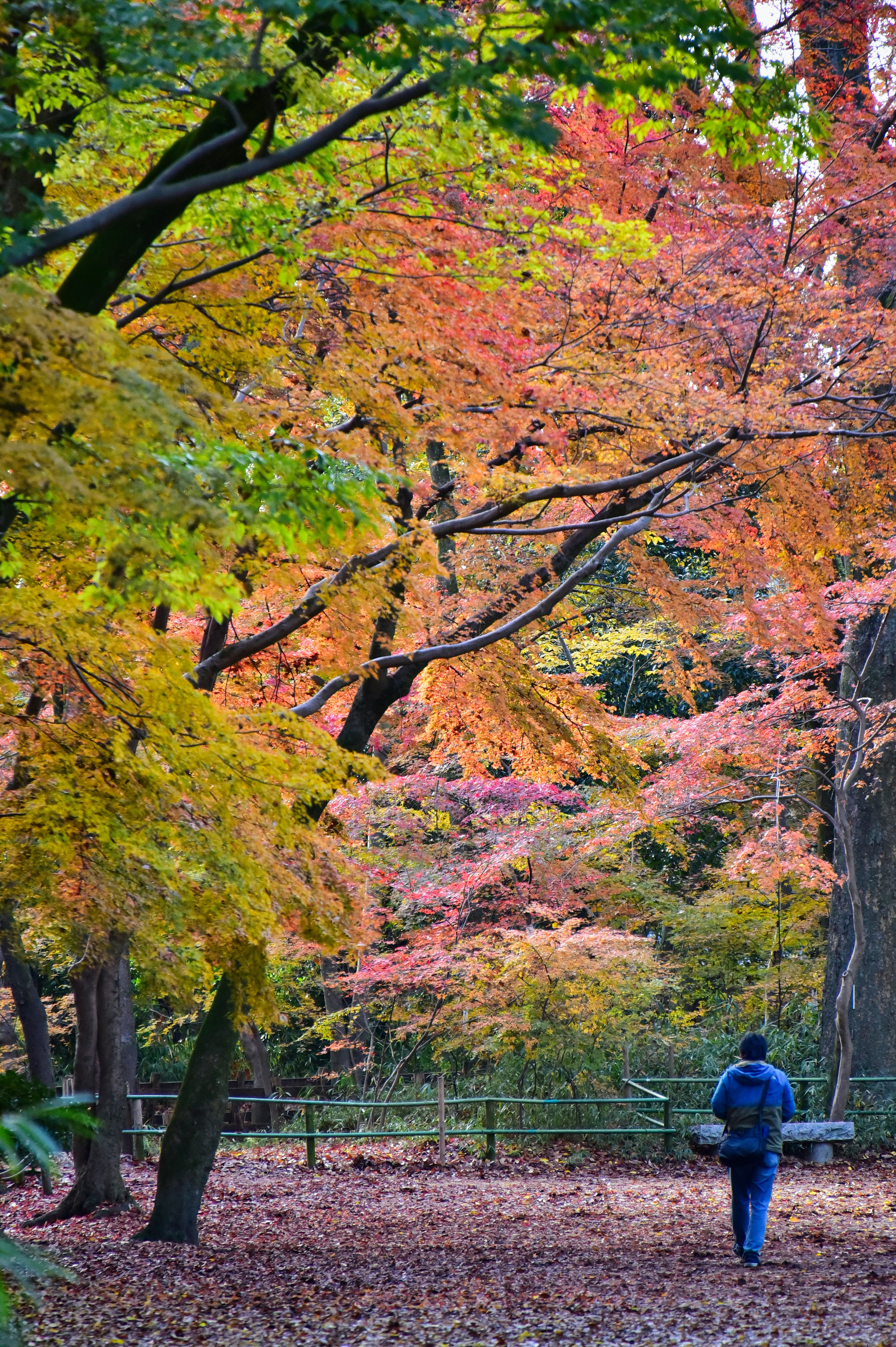 A person walking in a forest with vibrant autumn colors