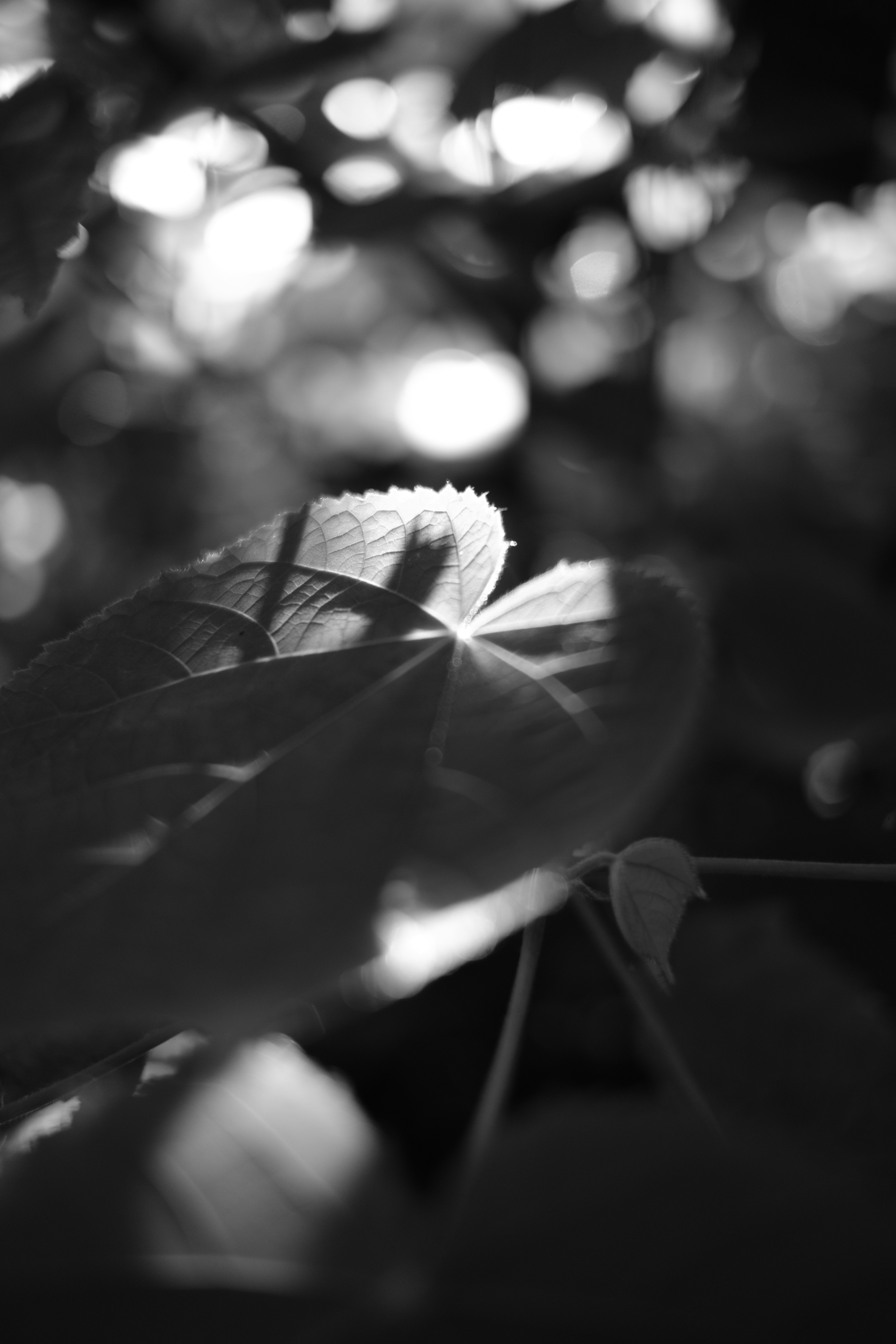 Black and white image showcasing the contrast of light and shadow on leaves