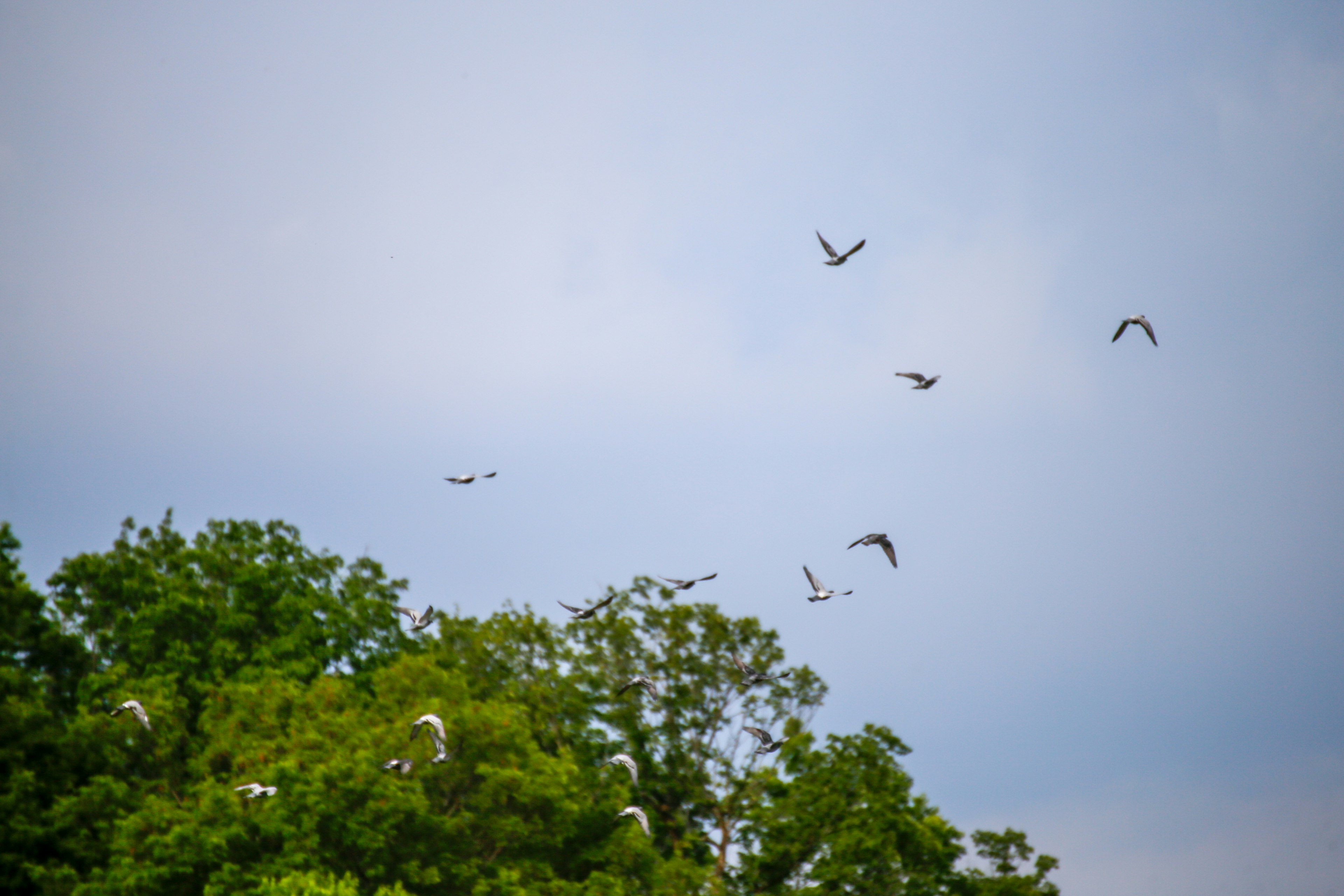 青空に飛ぶ鳥たちと緑の木々の風景