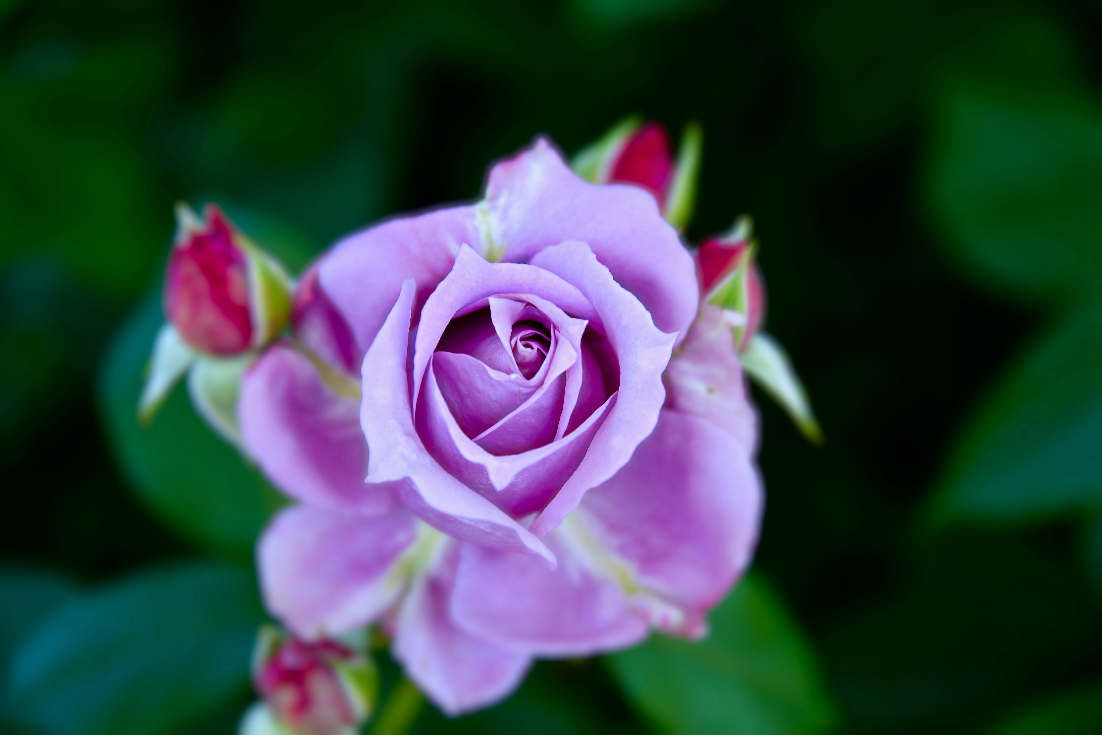 Fleur de rose violette vibrante avec des boutons sur un fond vert