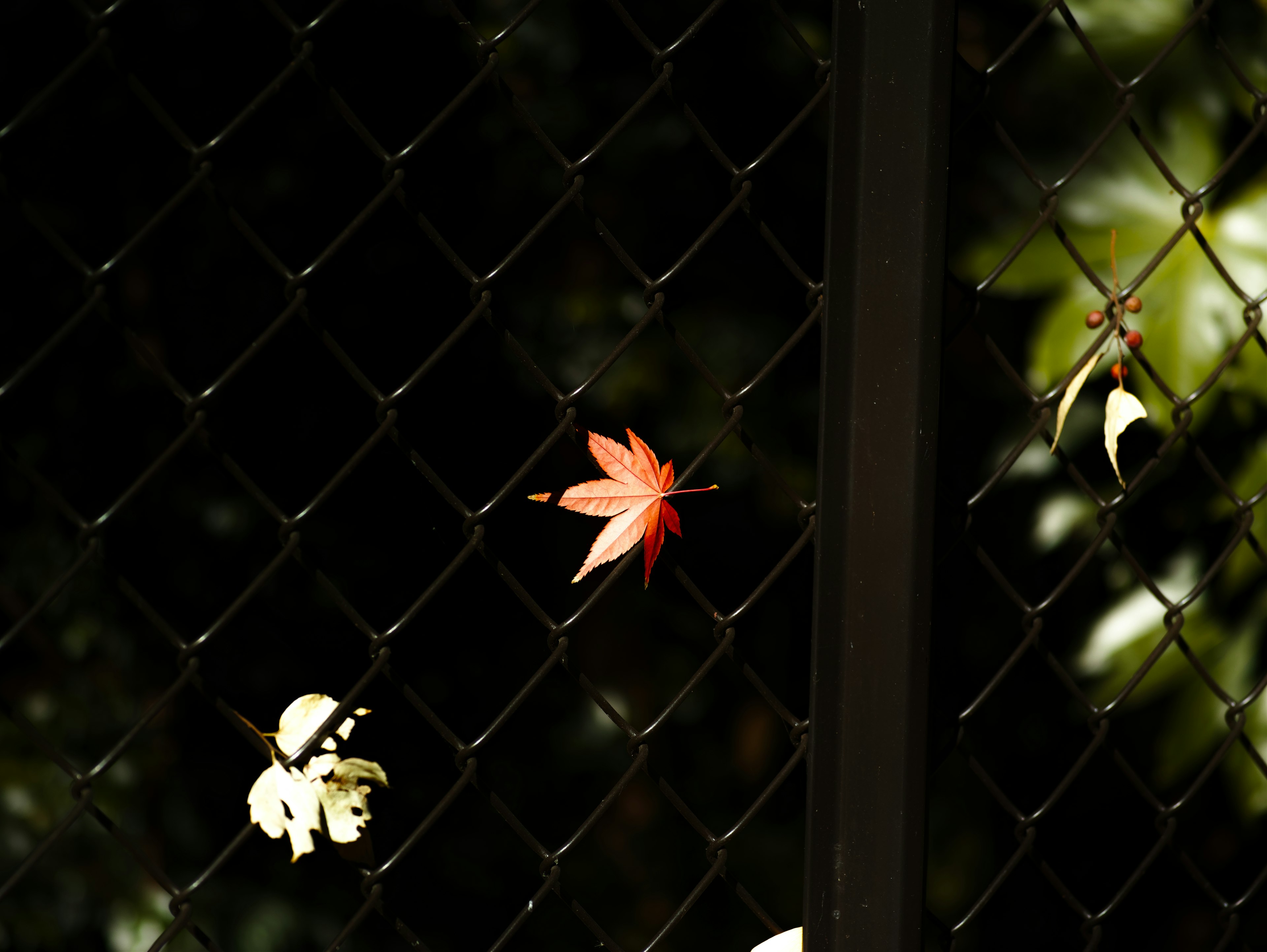 Red maple leaf and white leaf caught in a black fence