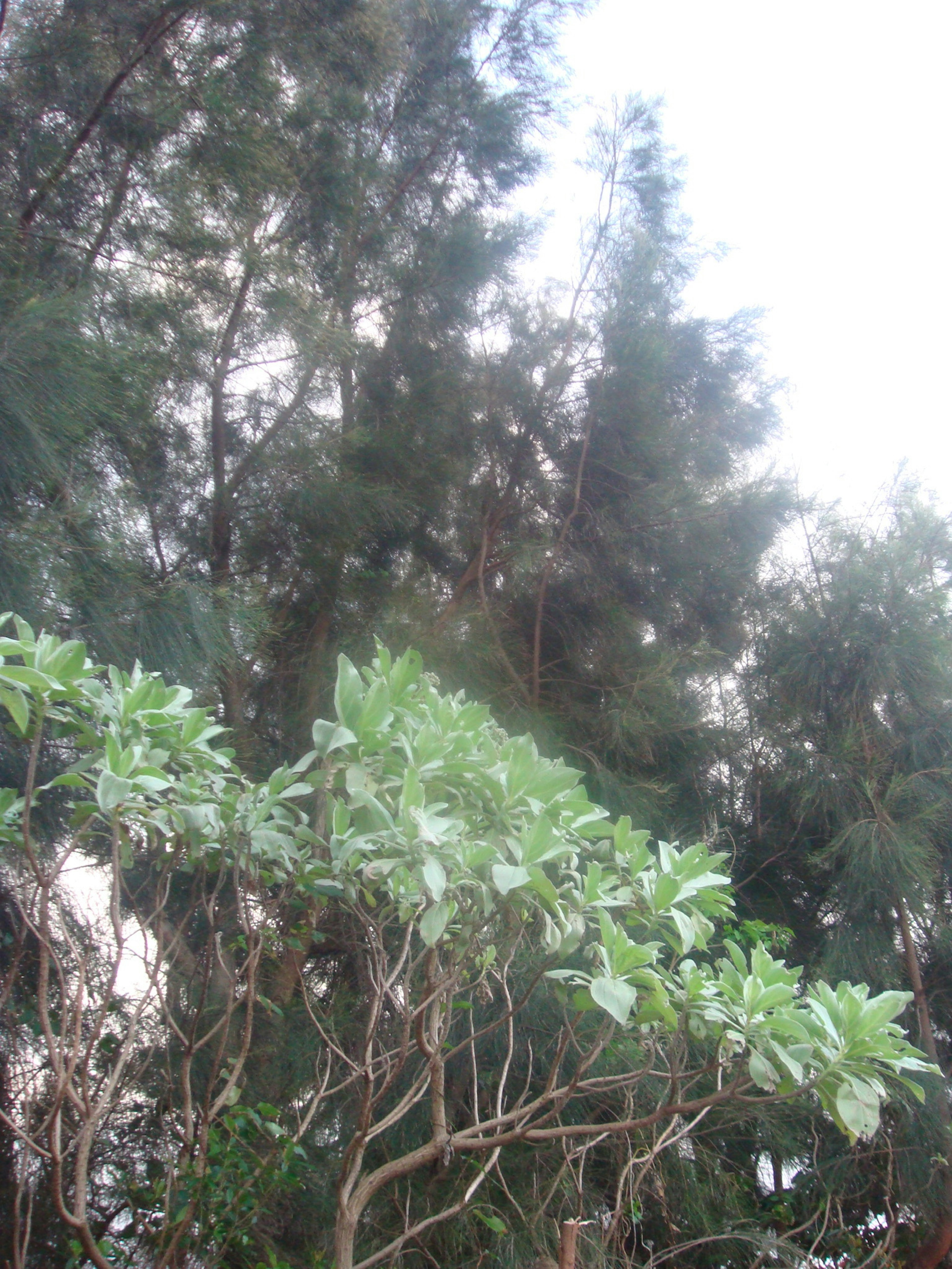 A landscape featuring lush green leaves of a shrub with tall coniferous trees in the background