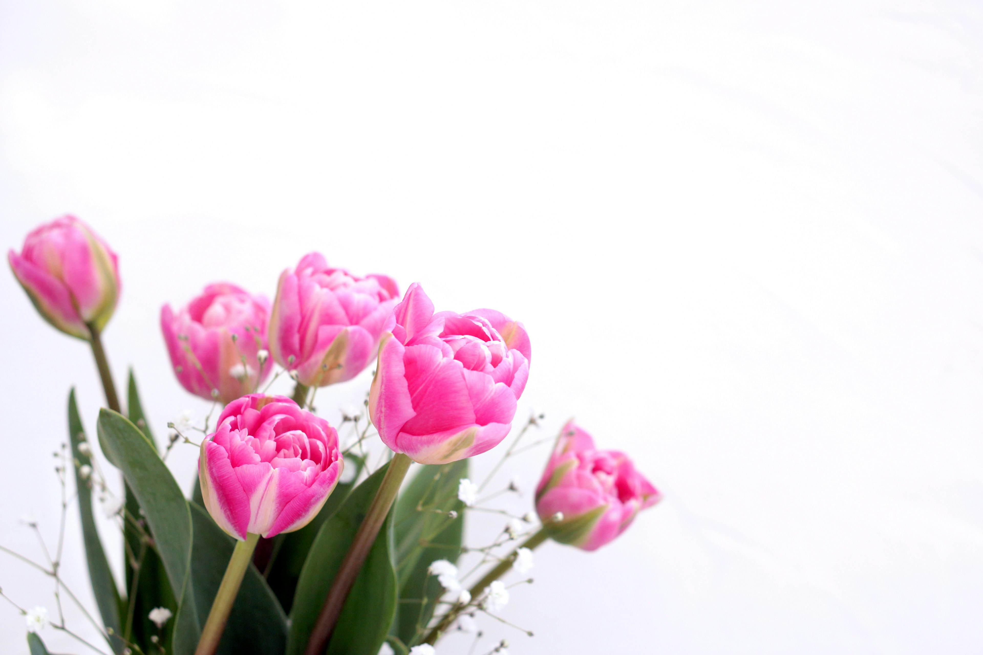 Ein Strauß rosa Tulpen vor einem weißen Hintergrund