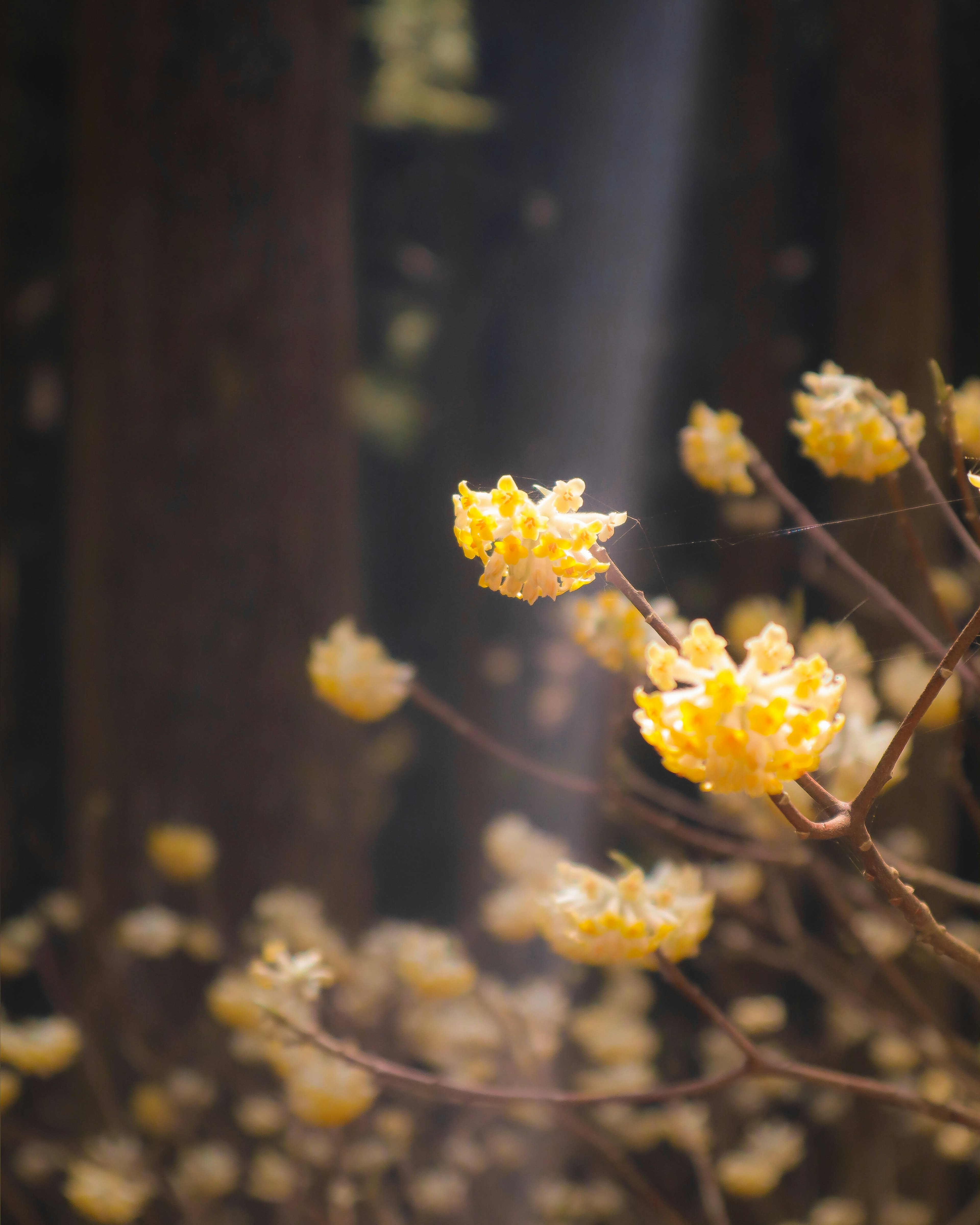 Rami con fiori gialli e raggi di sole che filtrano in una foresta