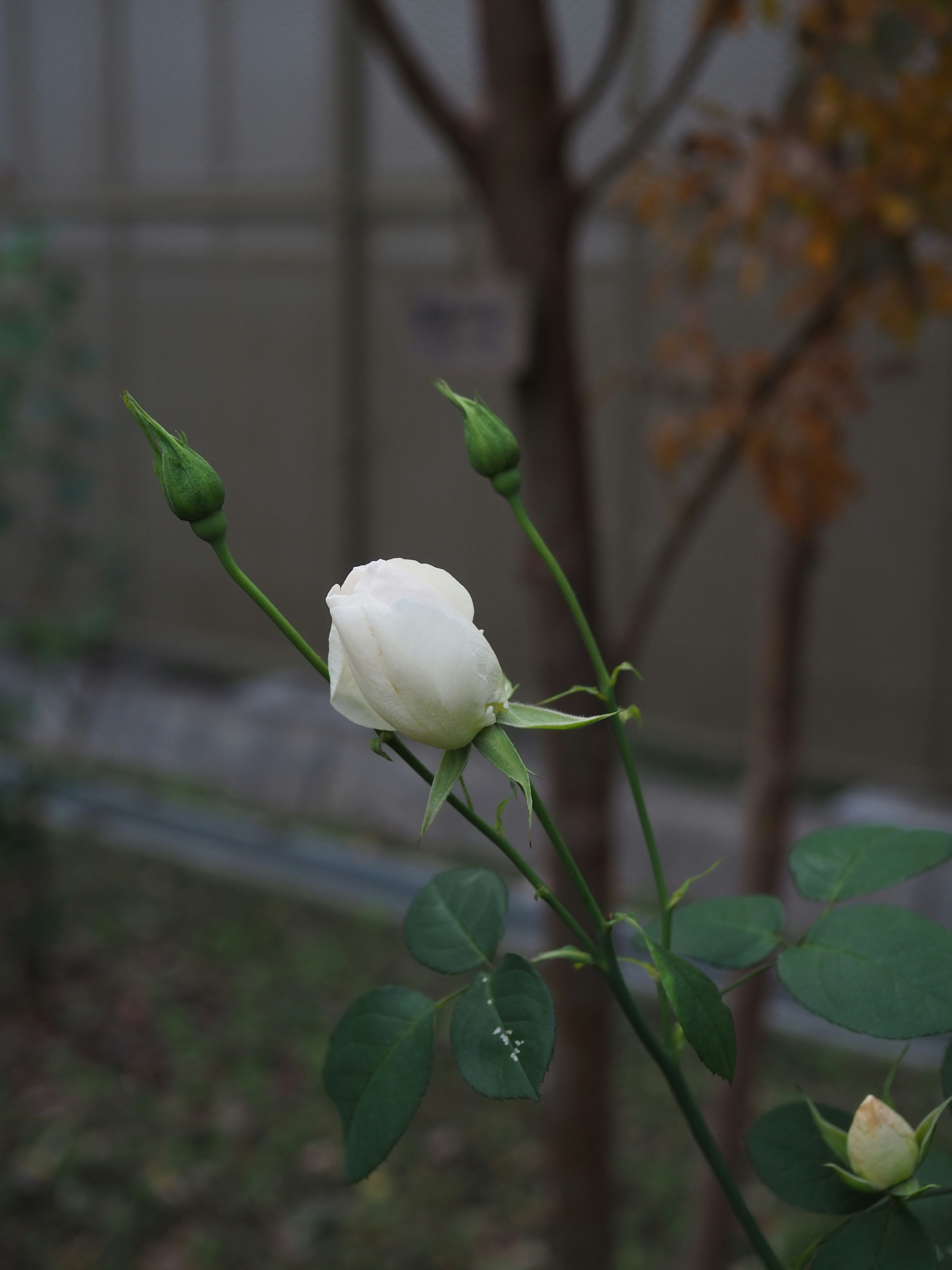 花园中白色玫瑰花蕾和即将绽放的花朵