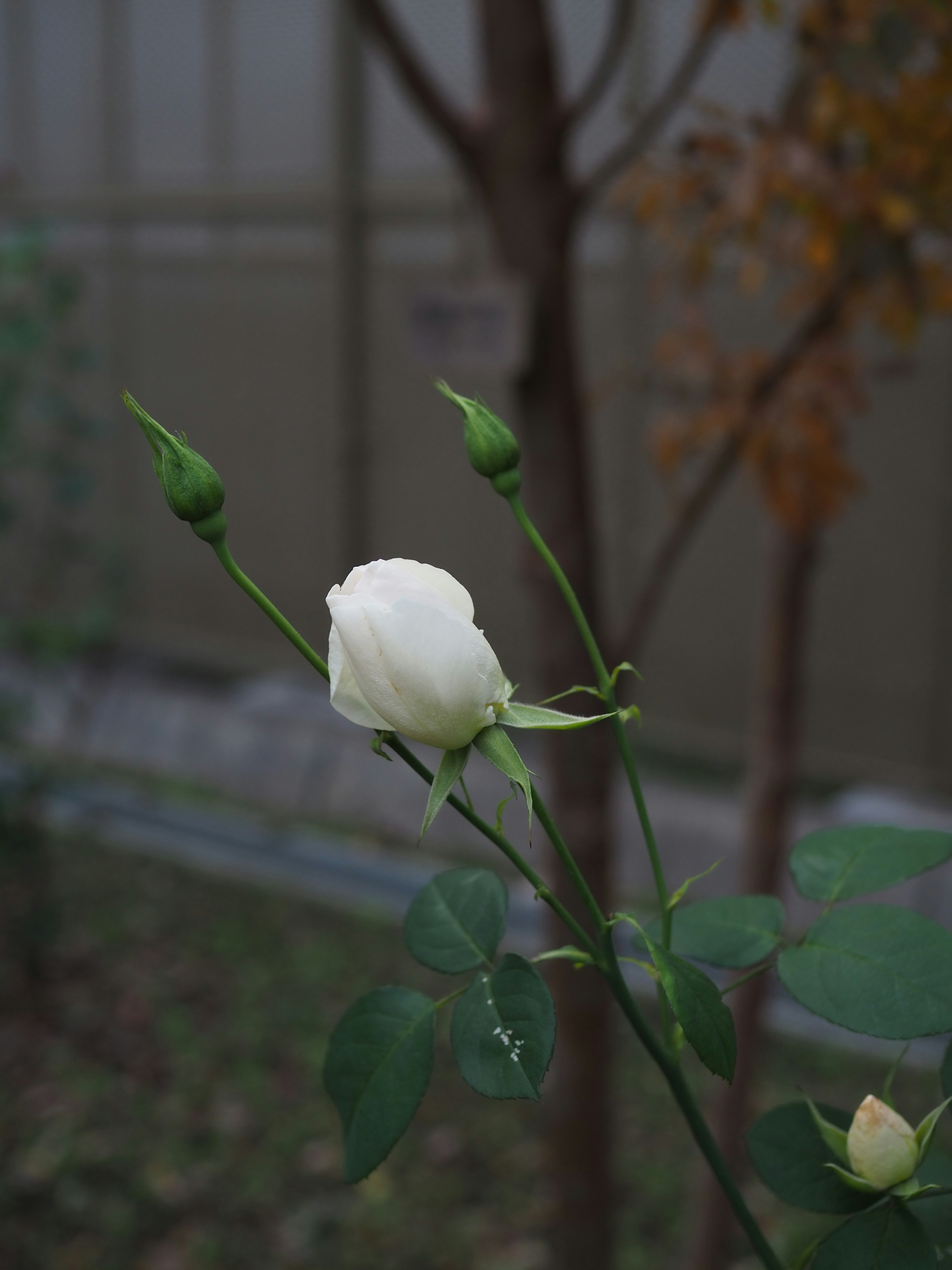 白いバラのつぼみと開花直前の花がある庭の風景