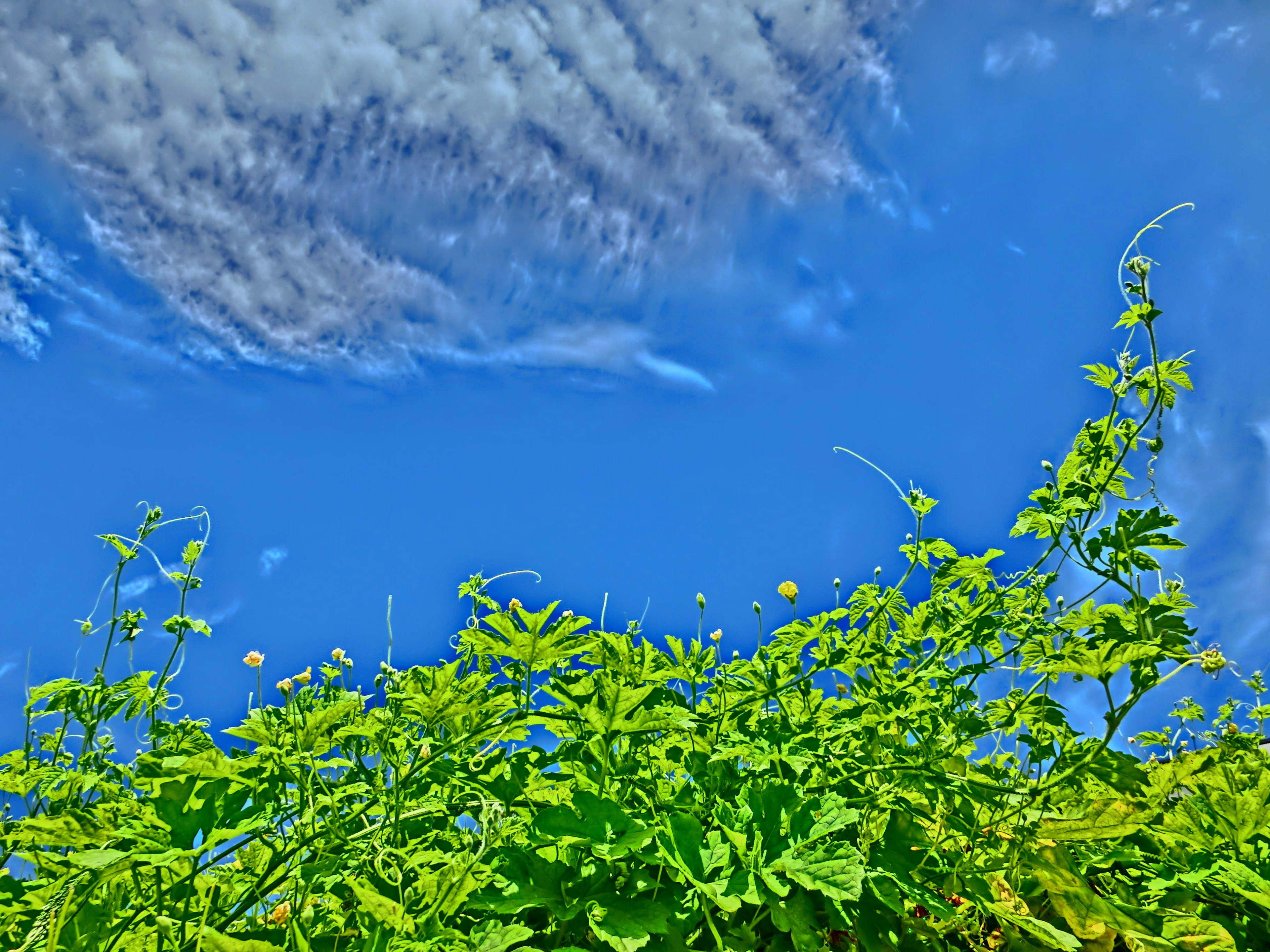 Lebendige grüne Pflanzen vor einem klaren blauen Himmel