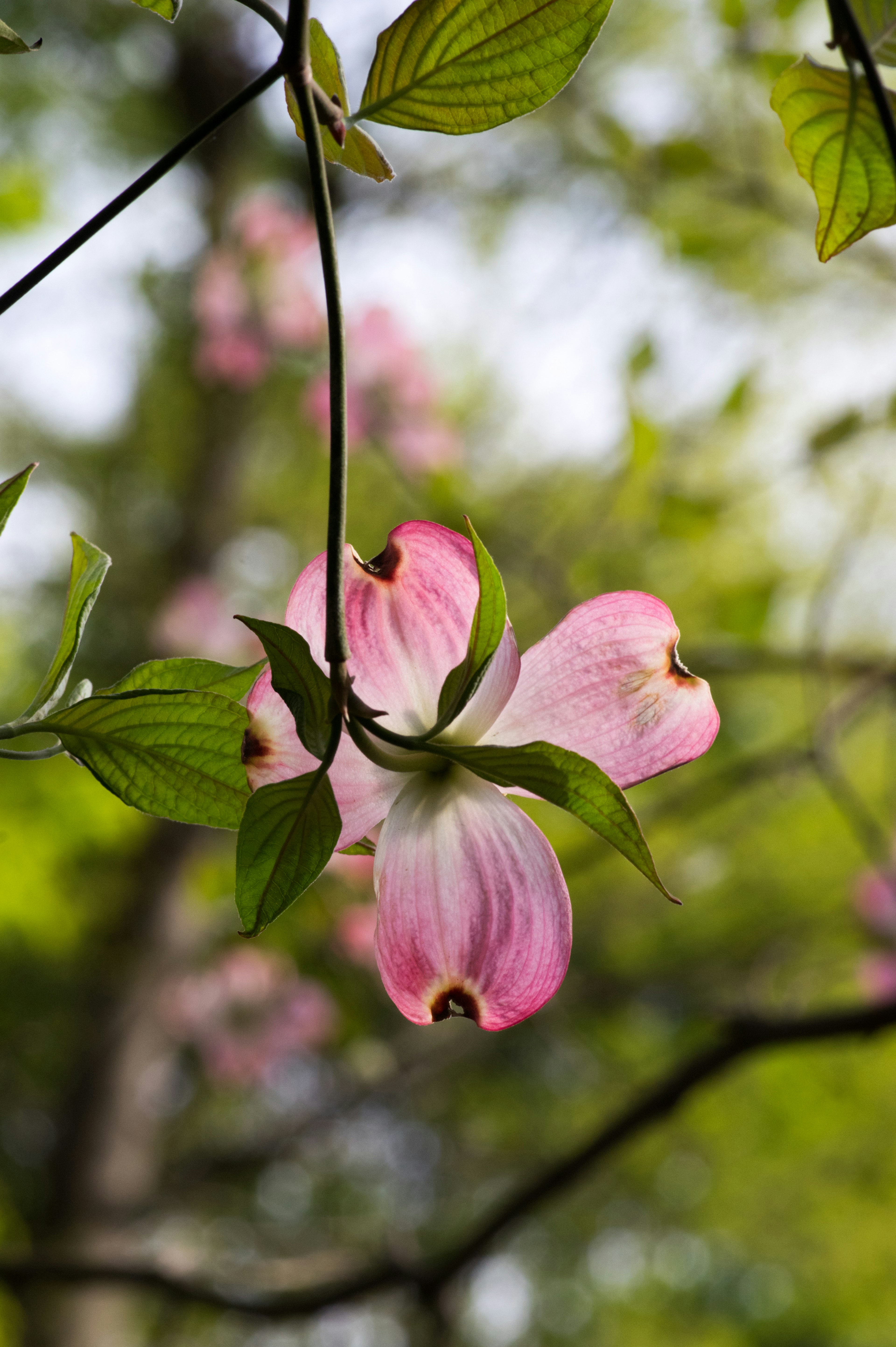 Kedekatan bunga dogwood merah muda dengan daun hijau