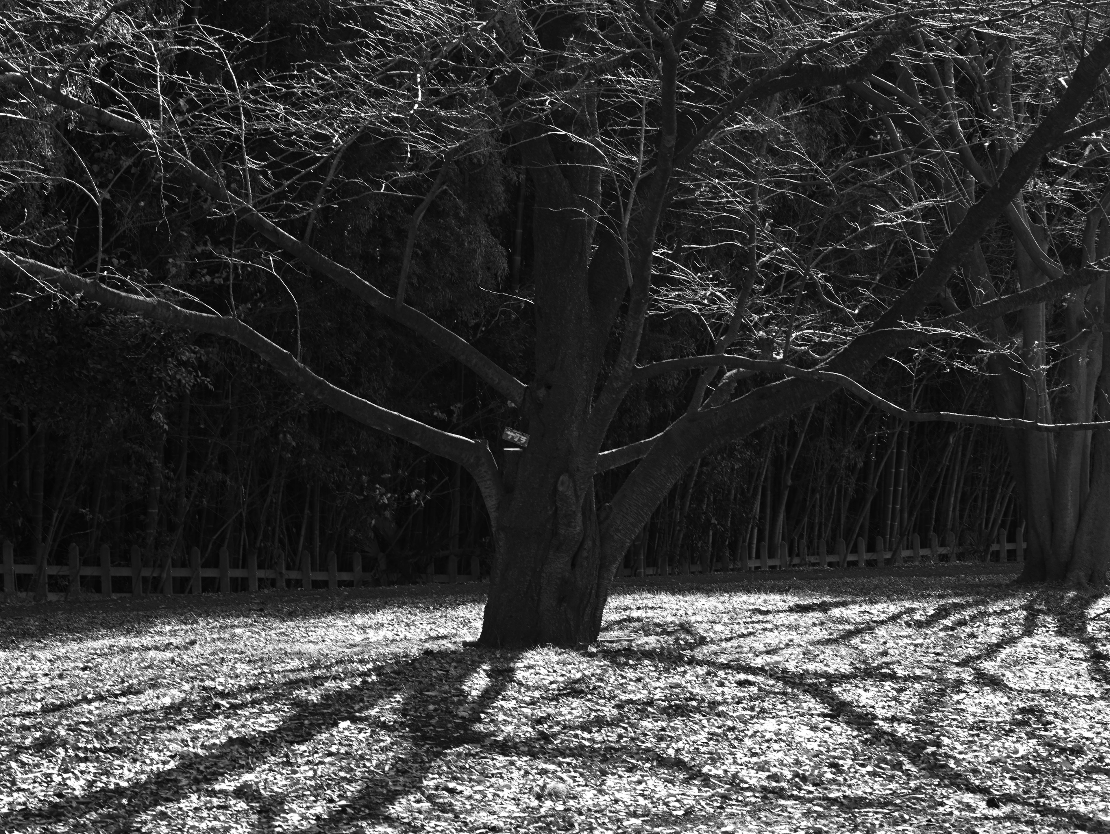 Un gran árbol en blanco y negro con sombras intrincadas y patrones de hojas