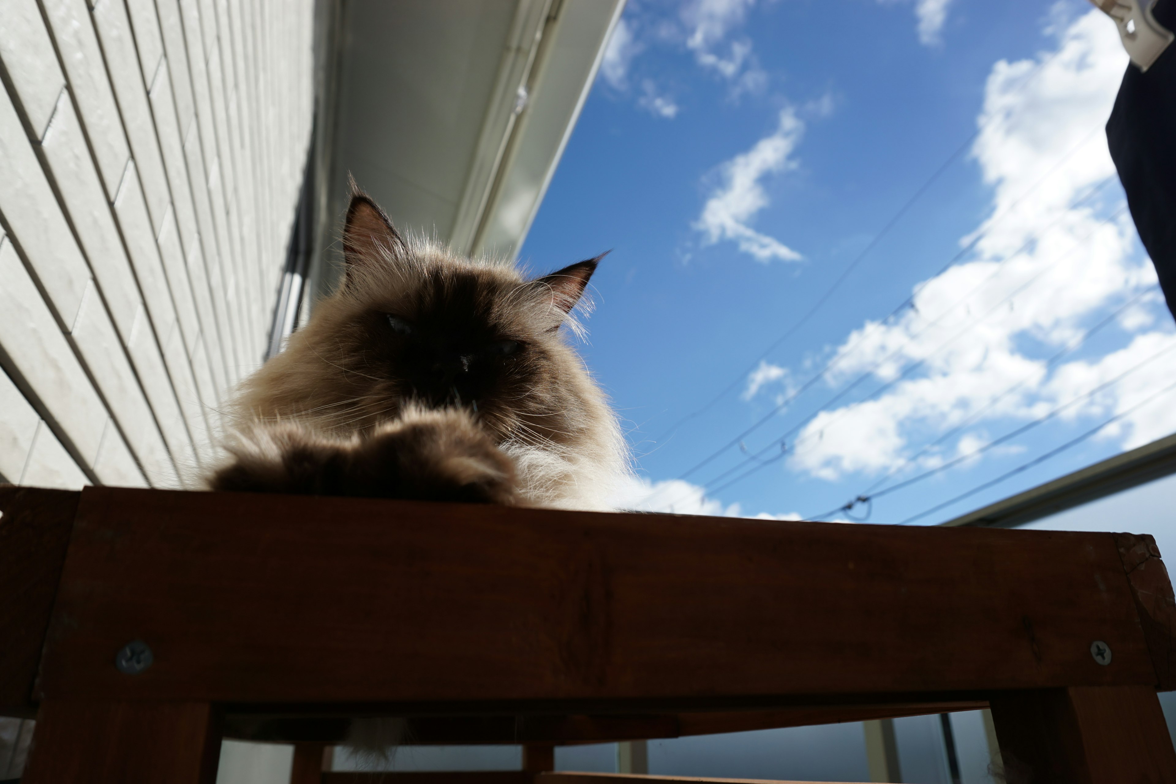 青空の下で木製のテーブルに座る猫