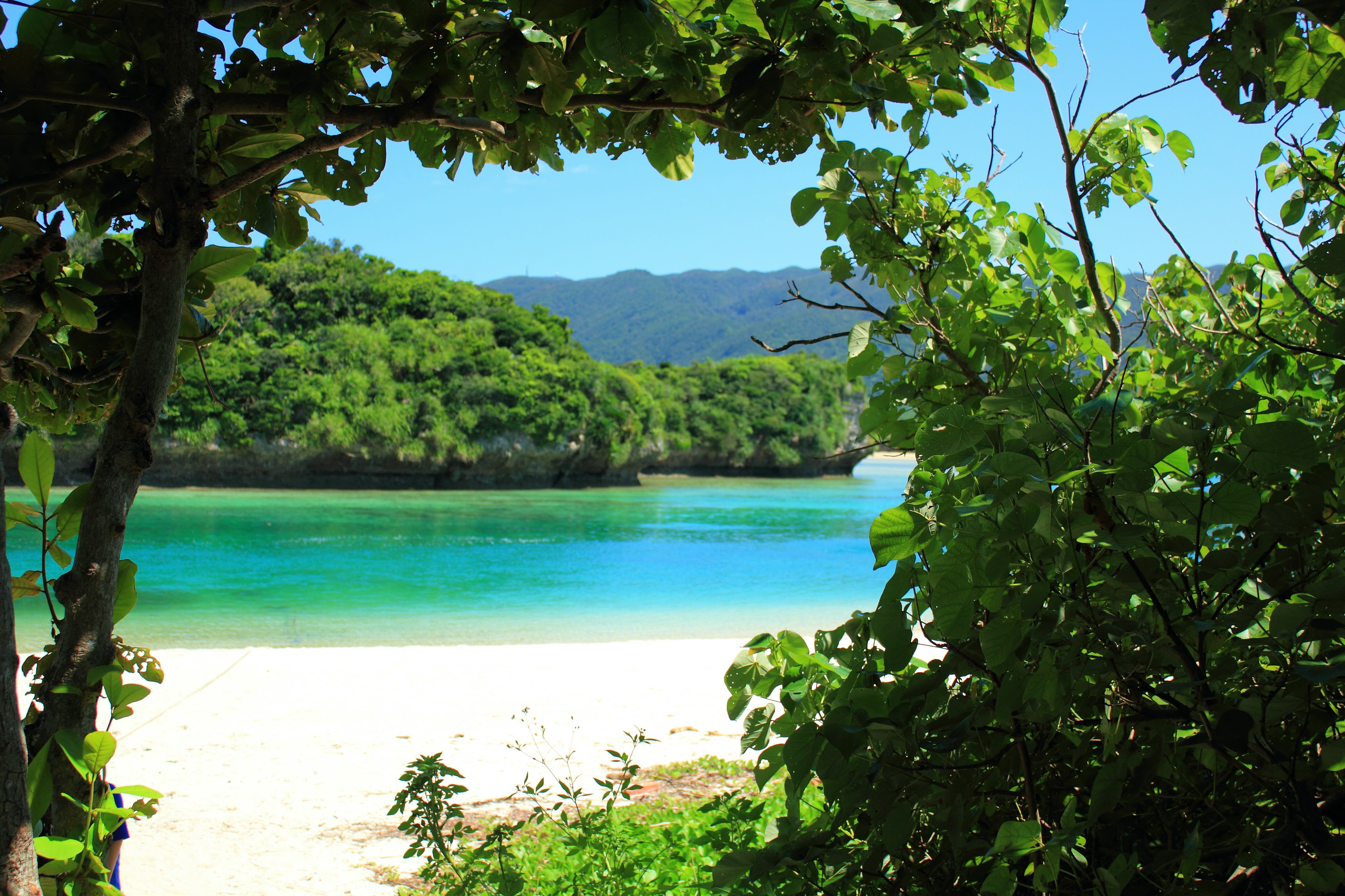 ทิวทัศน์ที่สวยงามของชายหาดที่มีน้ำสีเขียวมรกตและพืชพรรณเขียวขจี