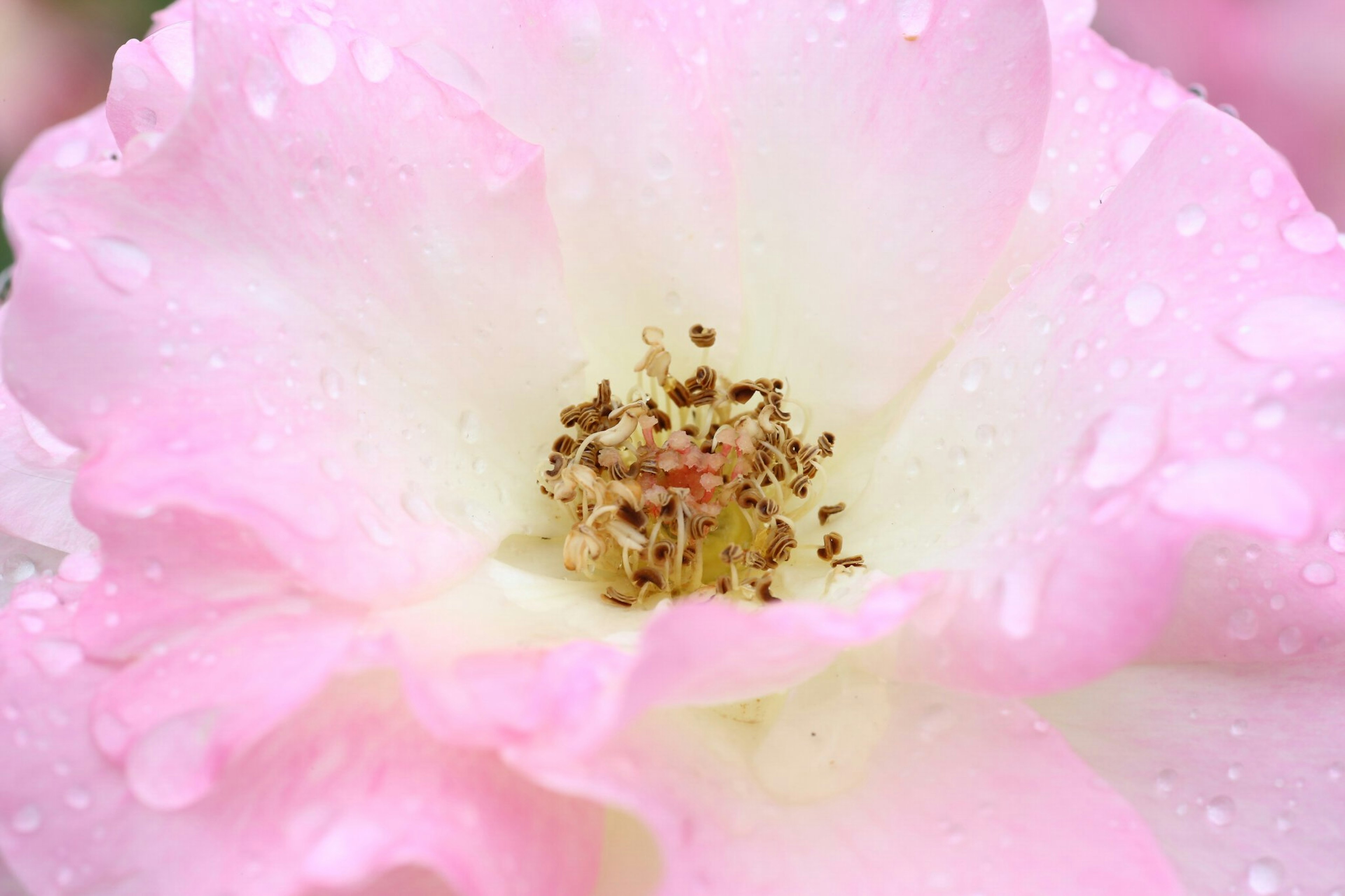 Nahaufnahme einer schönen rosa Blume mit Wassertropfen auf den Blütenblättern