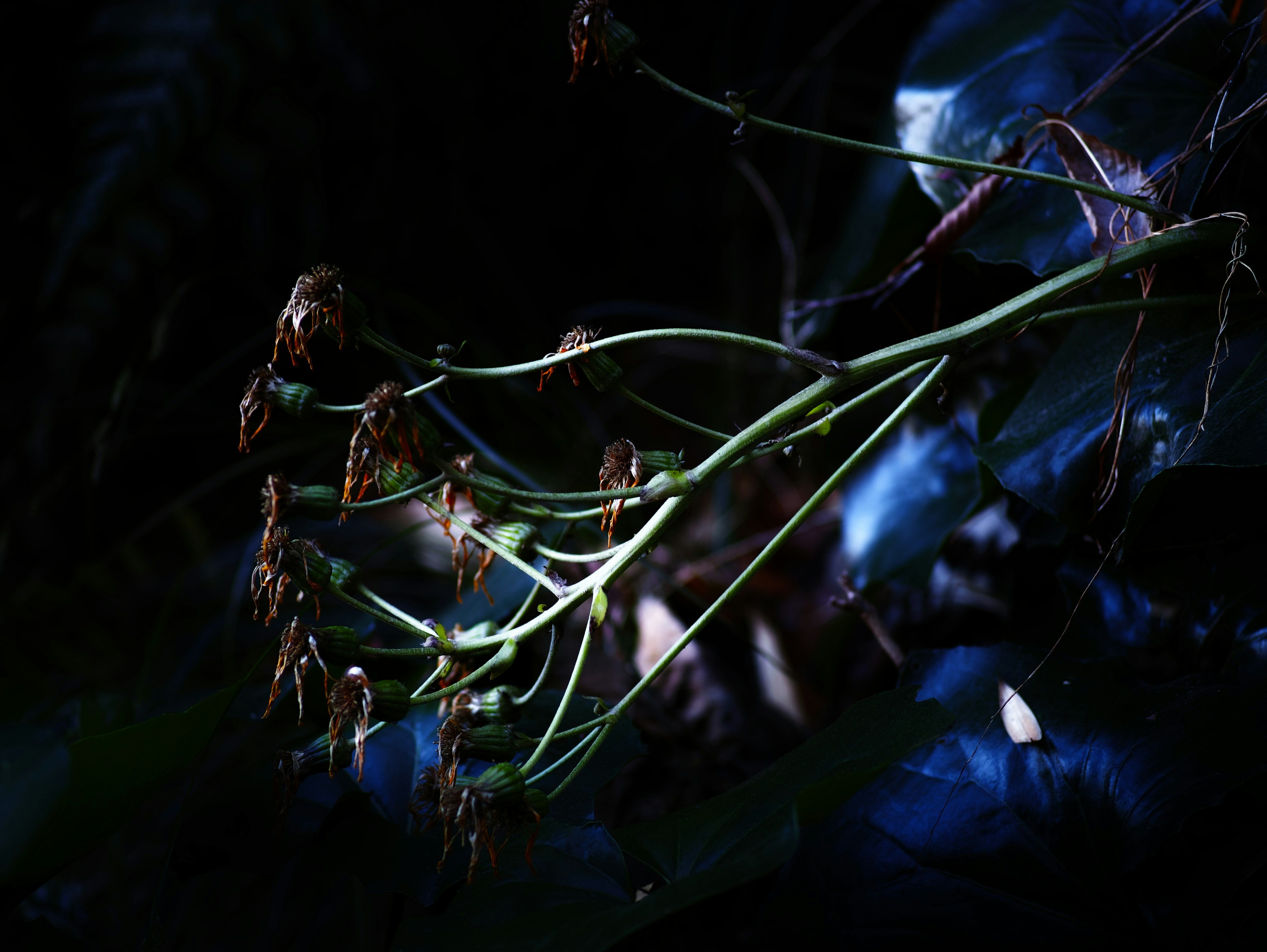 Thin plant stems with dried flowers against a dark background