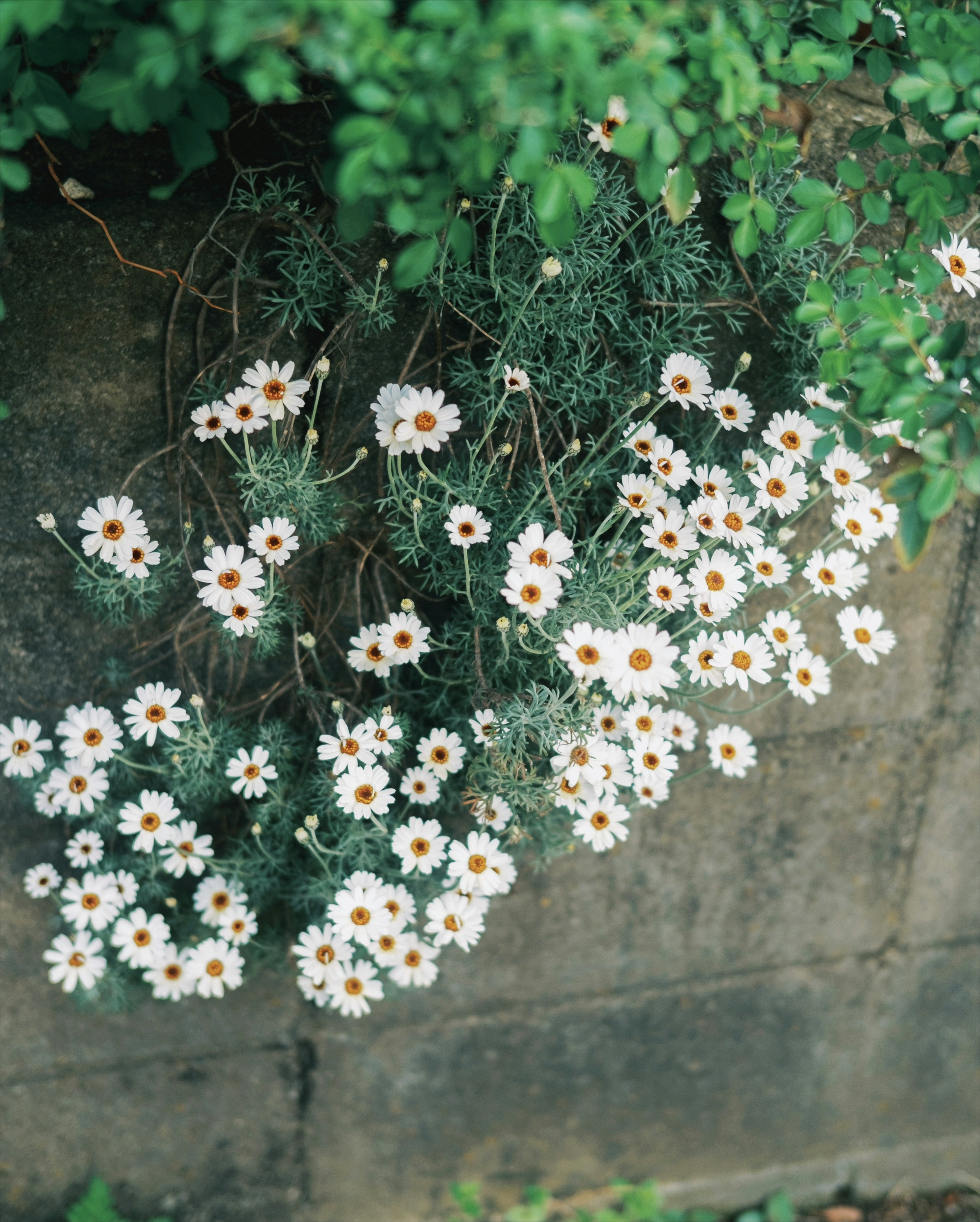 Un gruppo di fiori bianchi che sbocciano su uno sfondo verde di piante