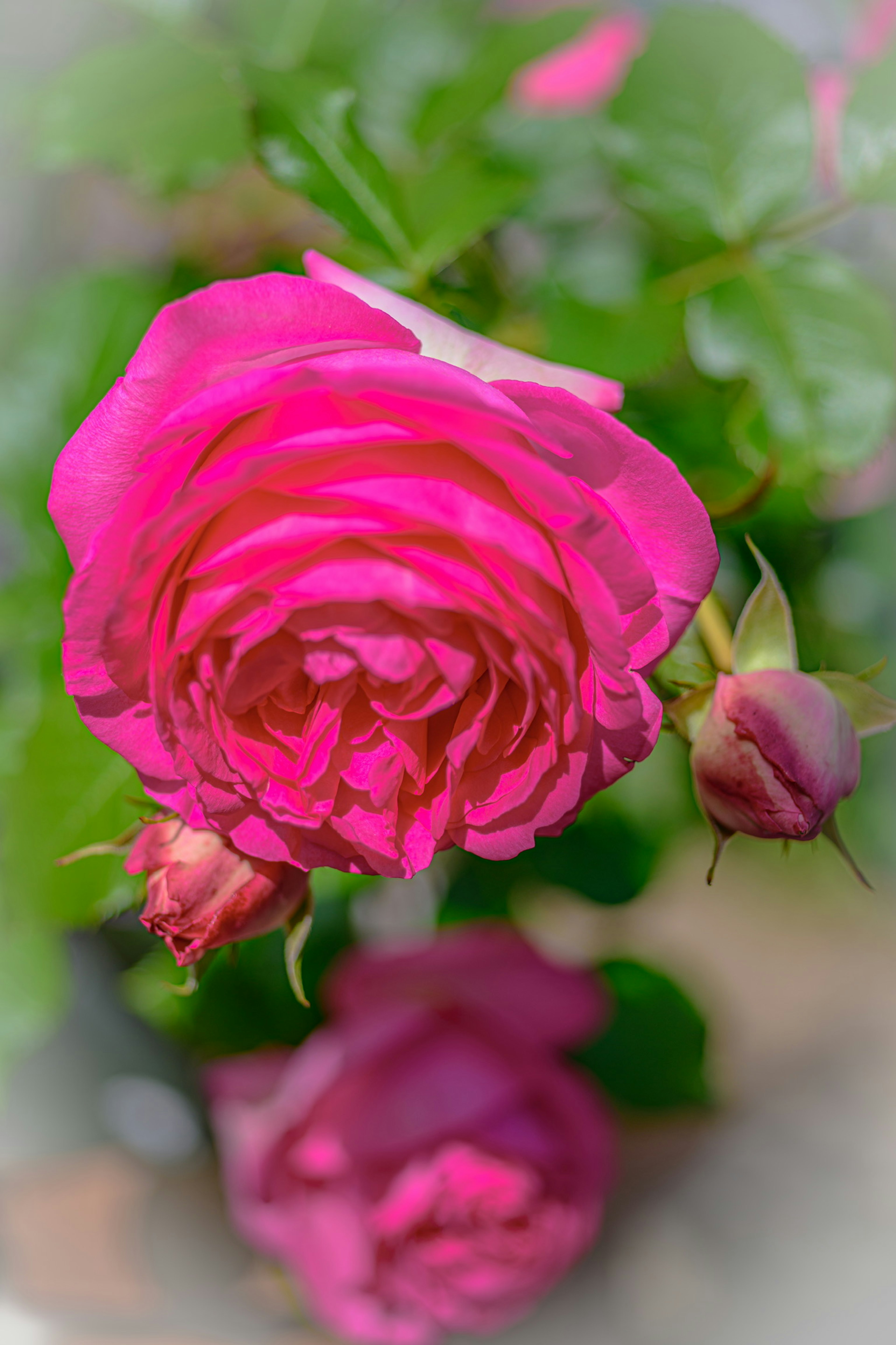 Vibrant pink rose flower with buds in the background