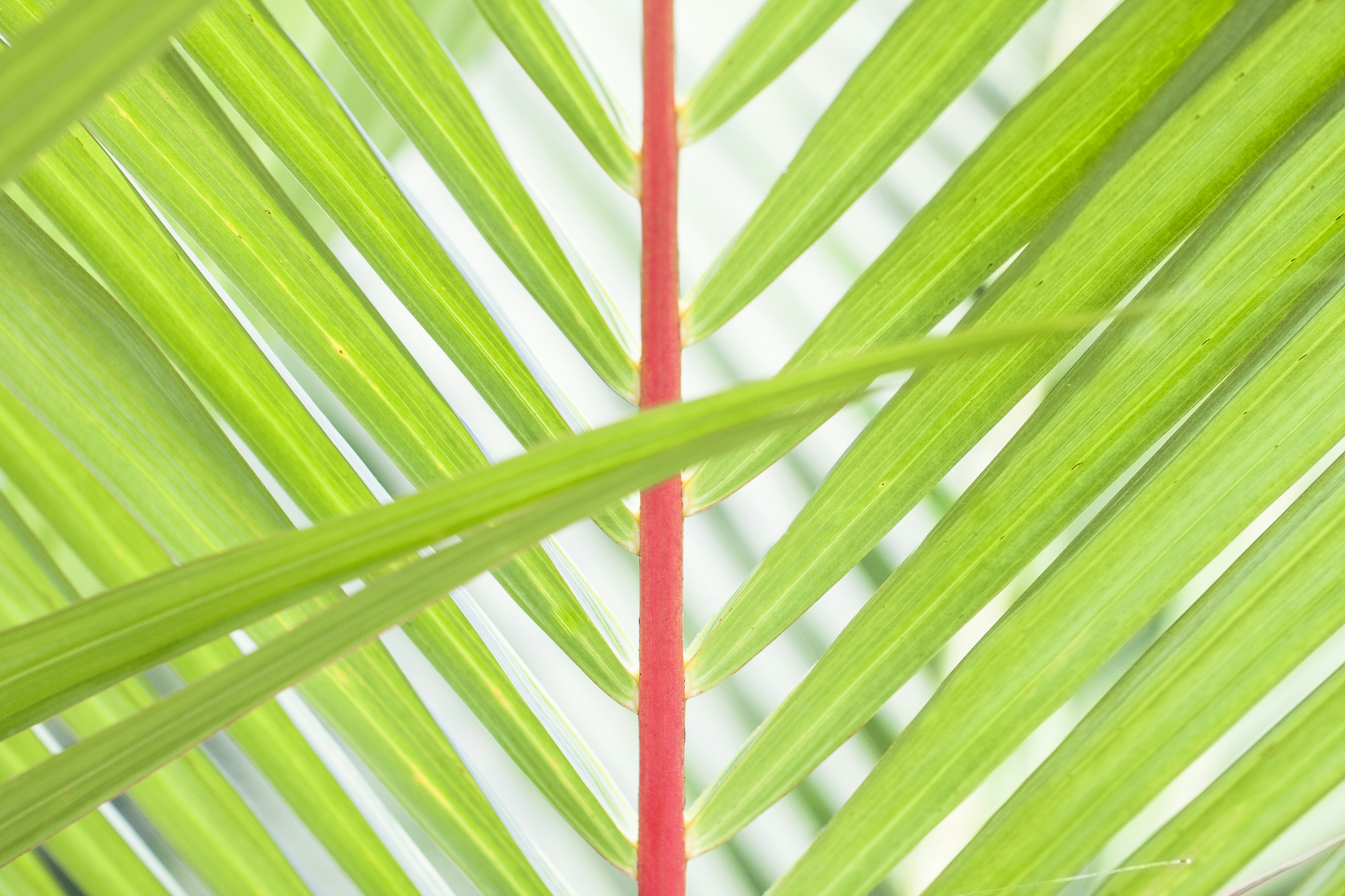 Primer plano de hojas de palma verdes con un tallo rojo