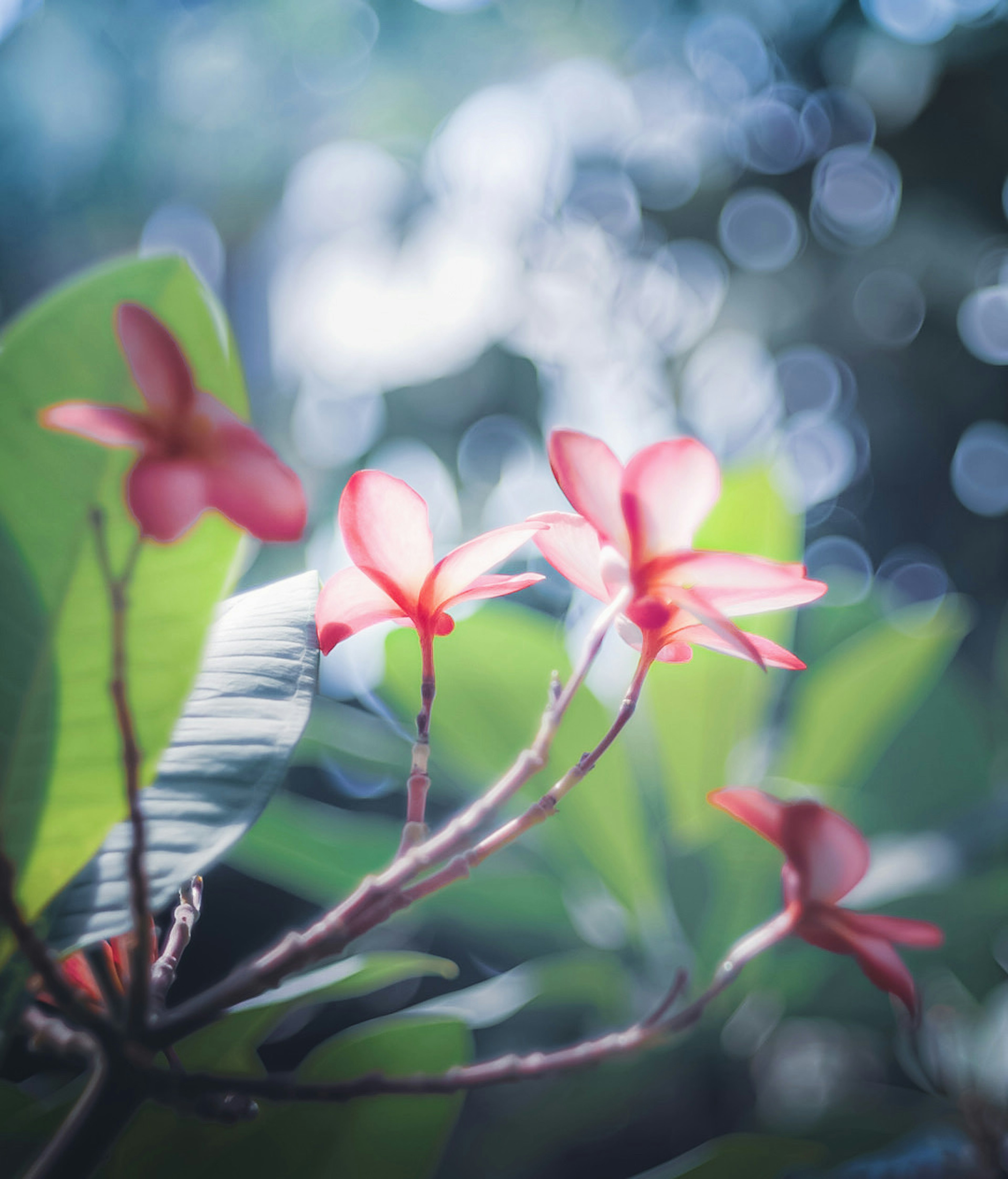 背景にぼやけた緑の葉と青い光を持つピンクの花のクローズアップ