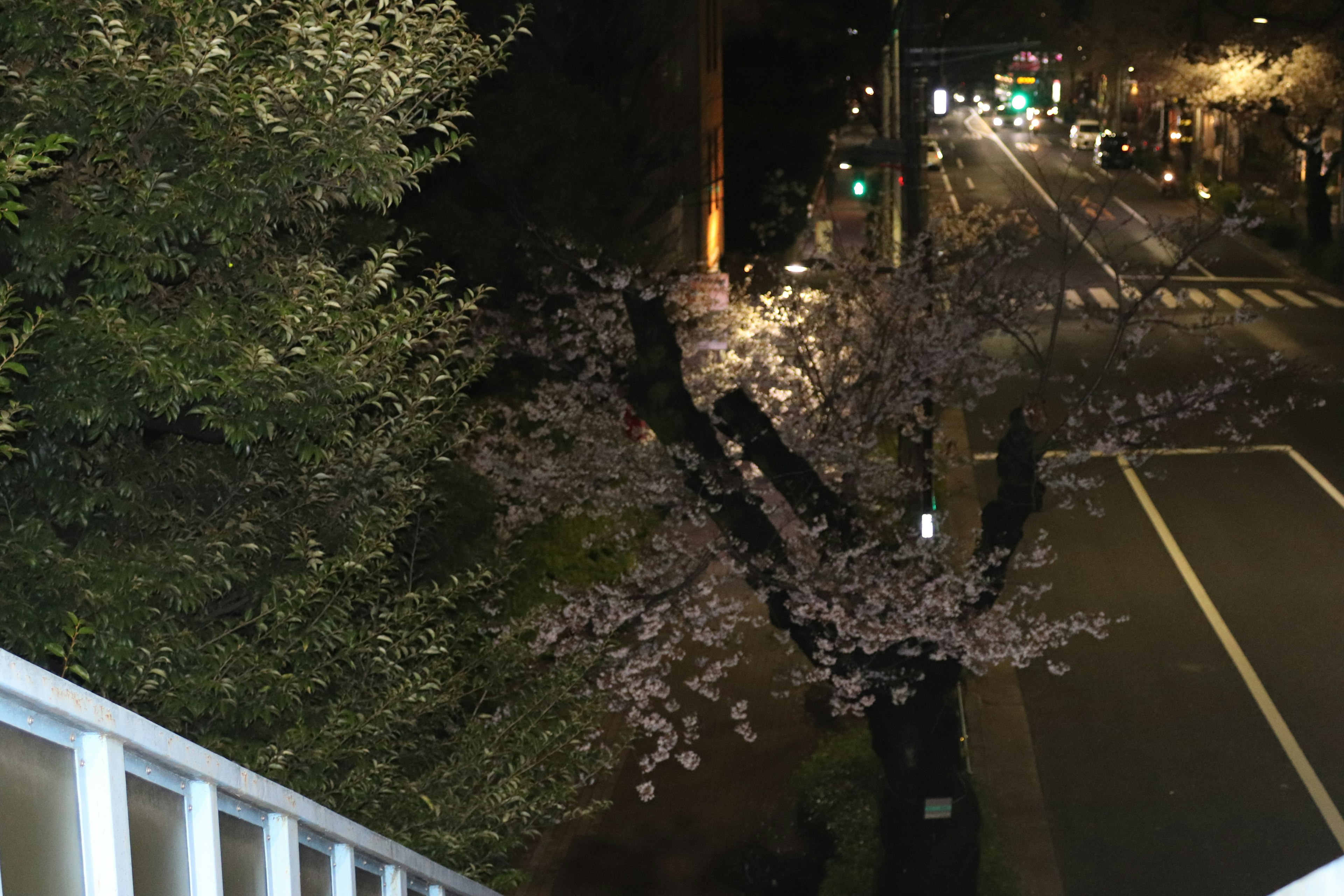 Nachtansicht der Kirschblüten mit Straßenlaternen