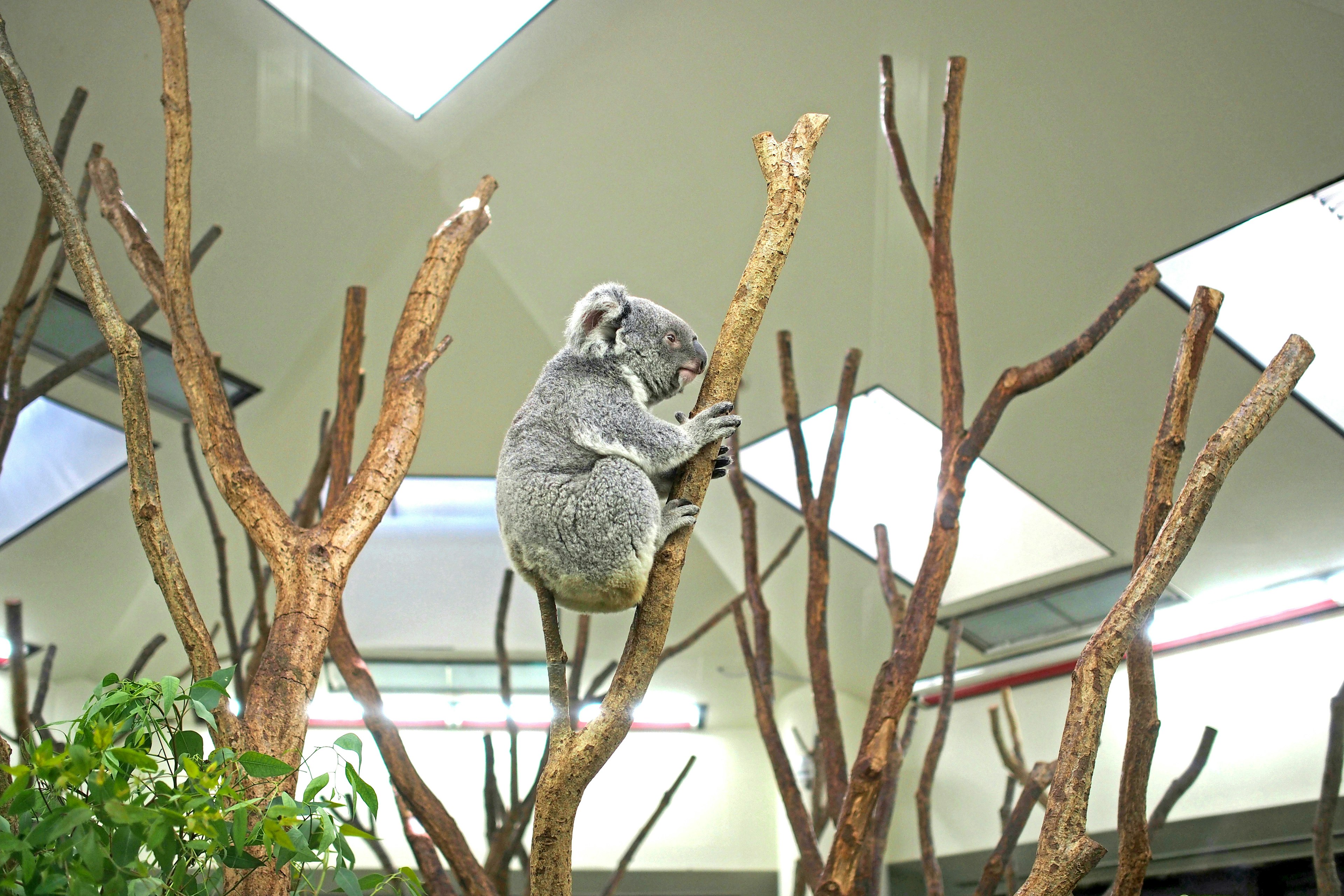 Un koala assis sur des branches d'arbre dans un habitat