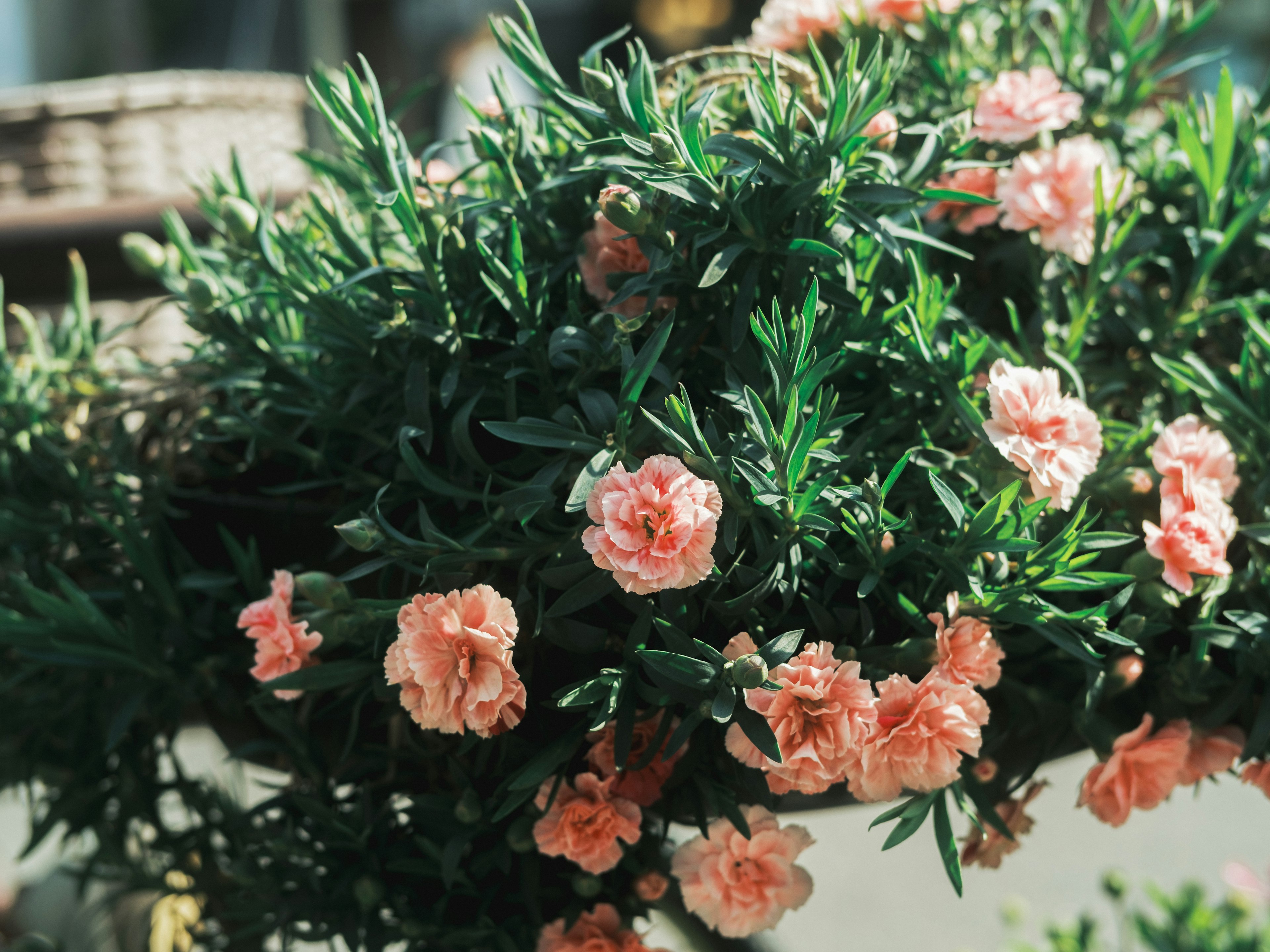 Primer plano de una planta exuberante con flores rosas