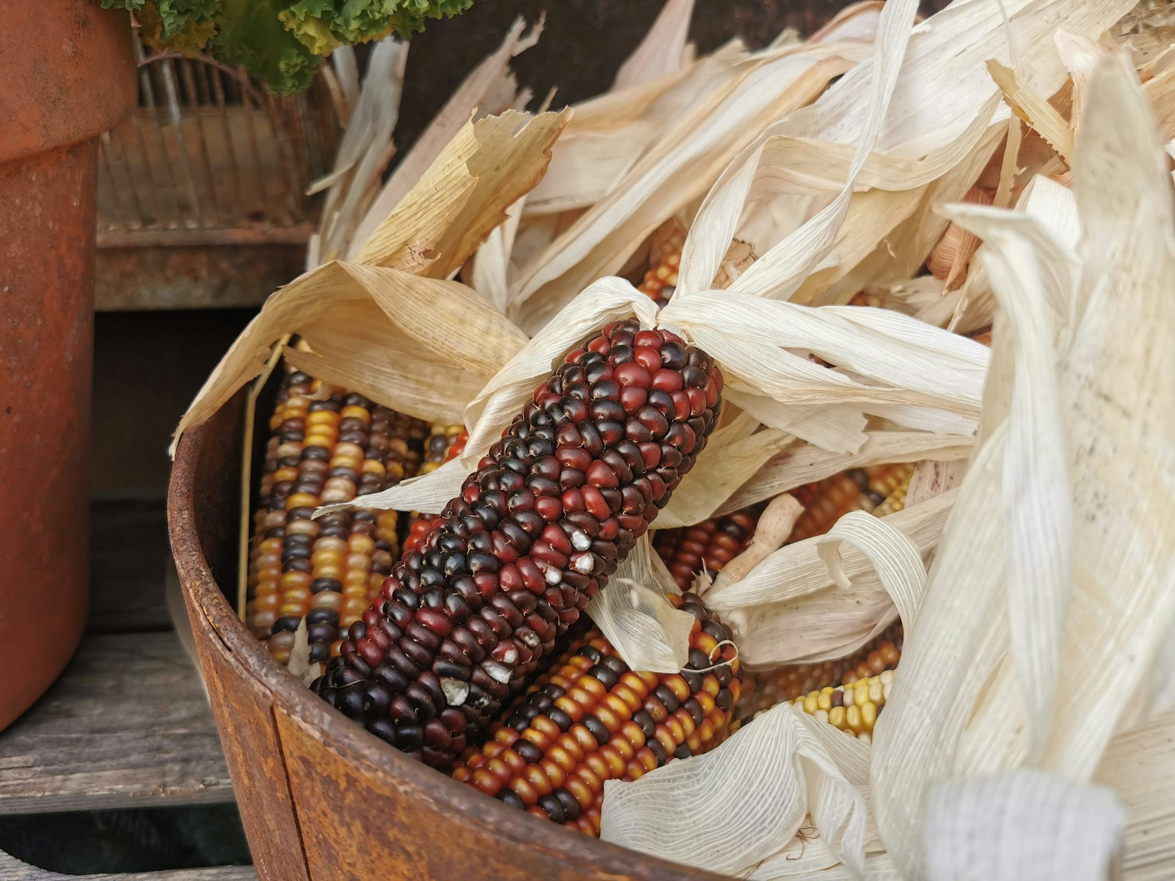 Tazón de madera lleno de maíz colorido y hojas secas