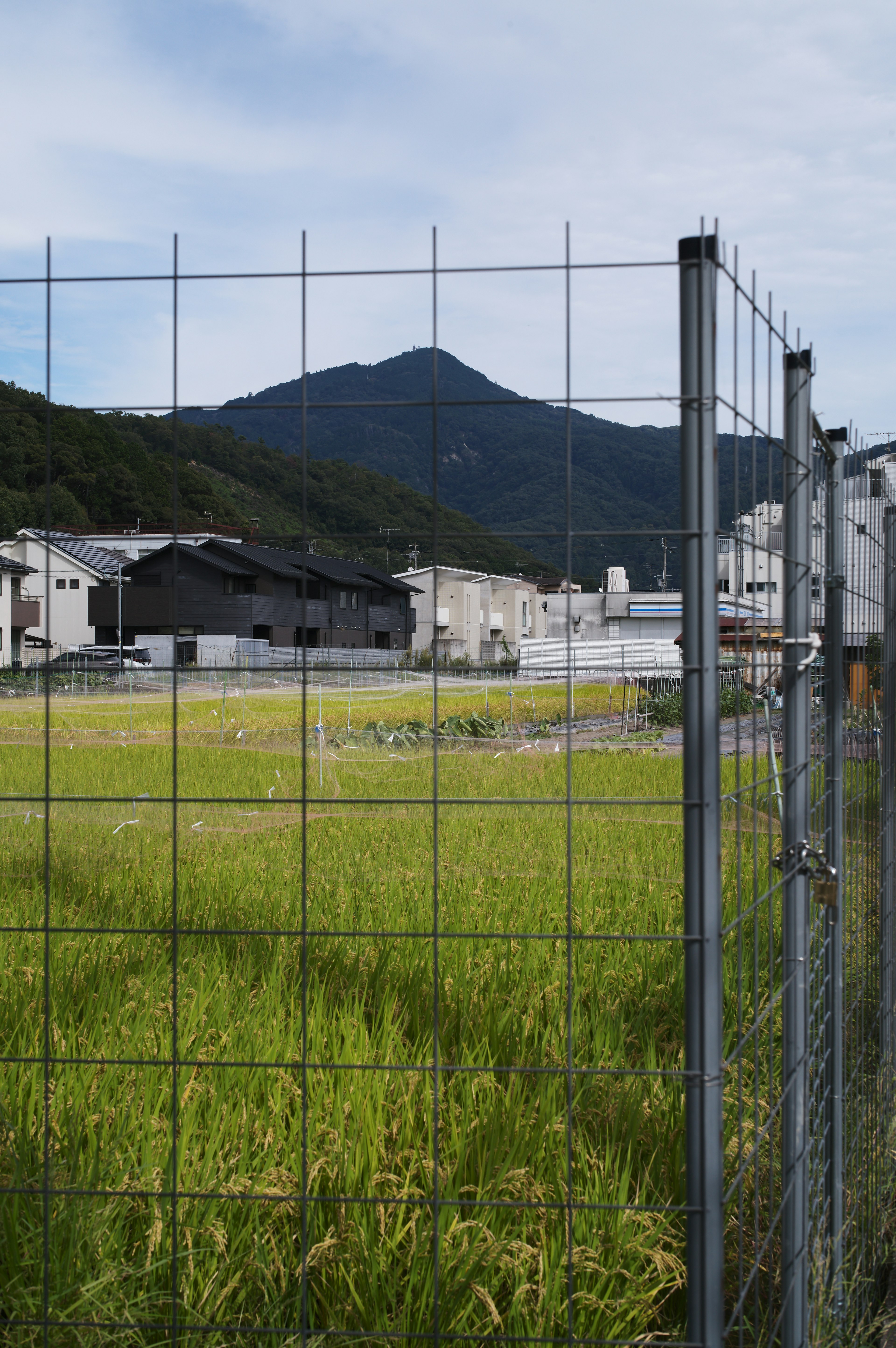 Metal fence surrounding a rice field with distant mountains