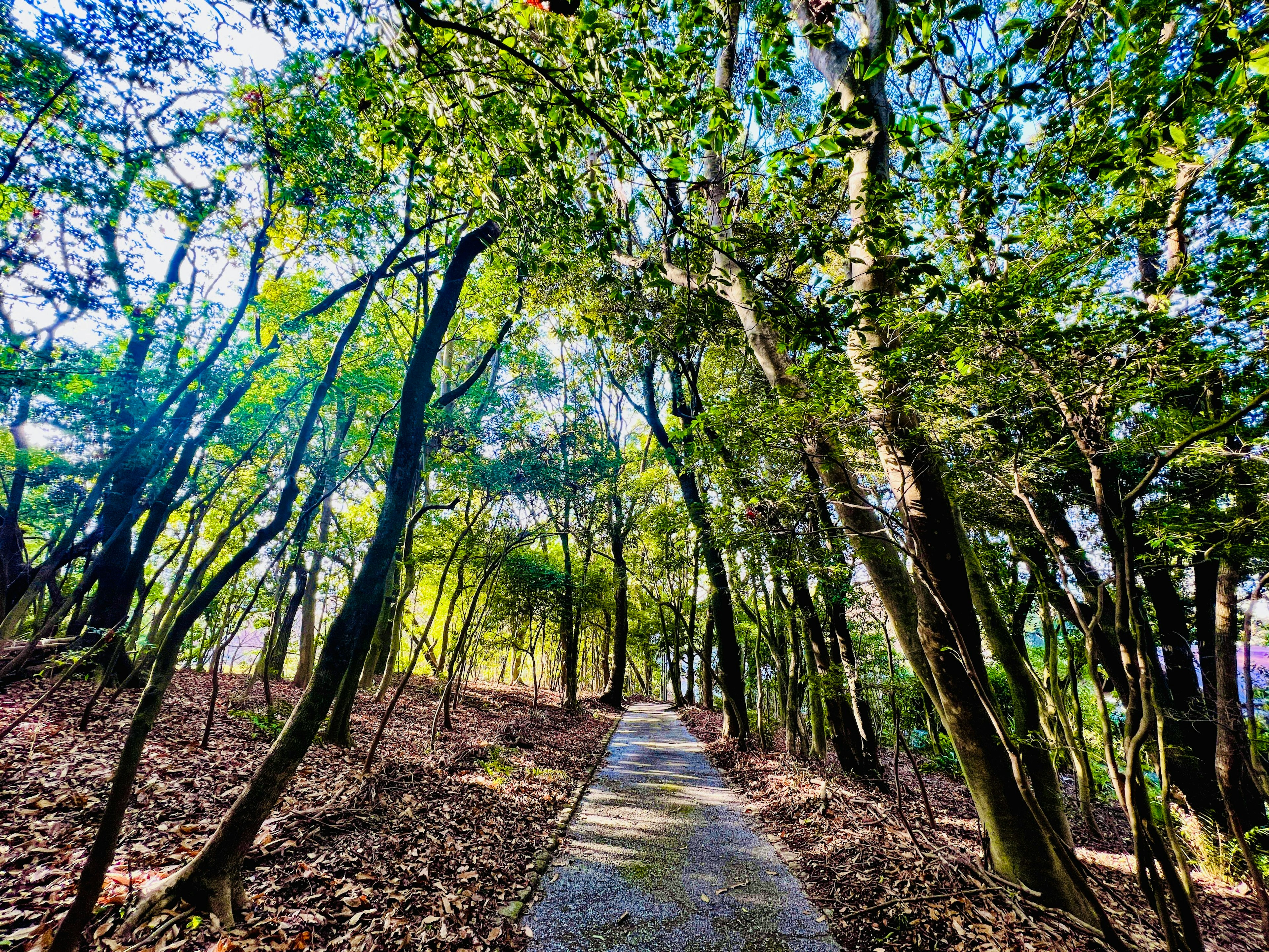 A serene pathway through a lush green forest with sunlight filtering through the trees