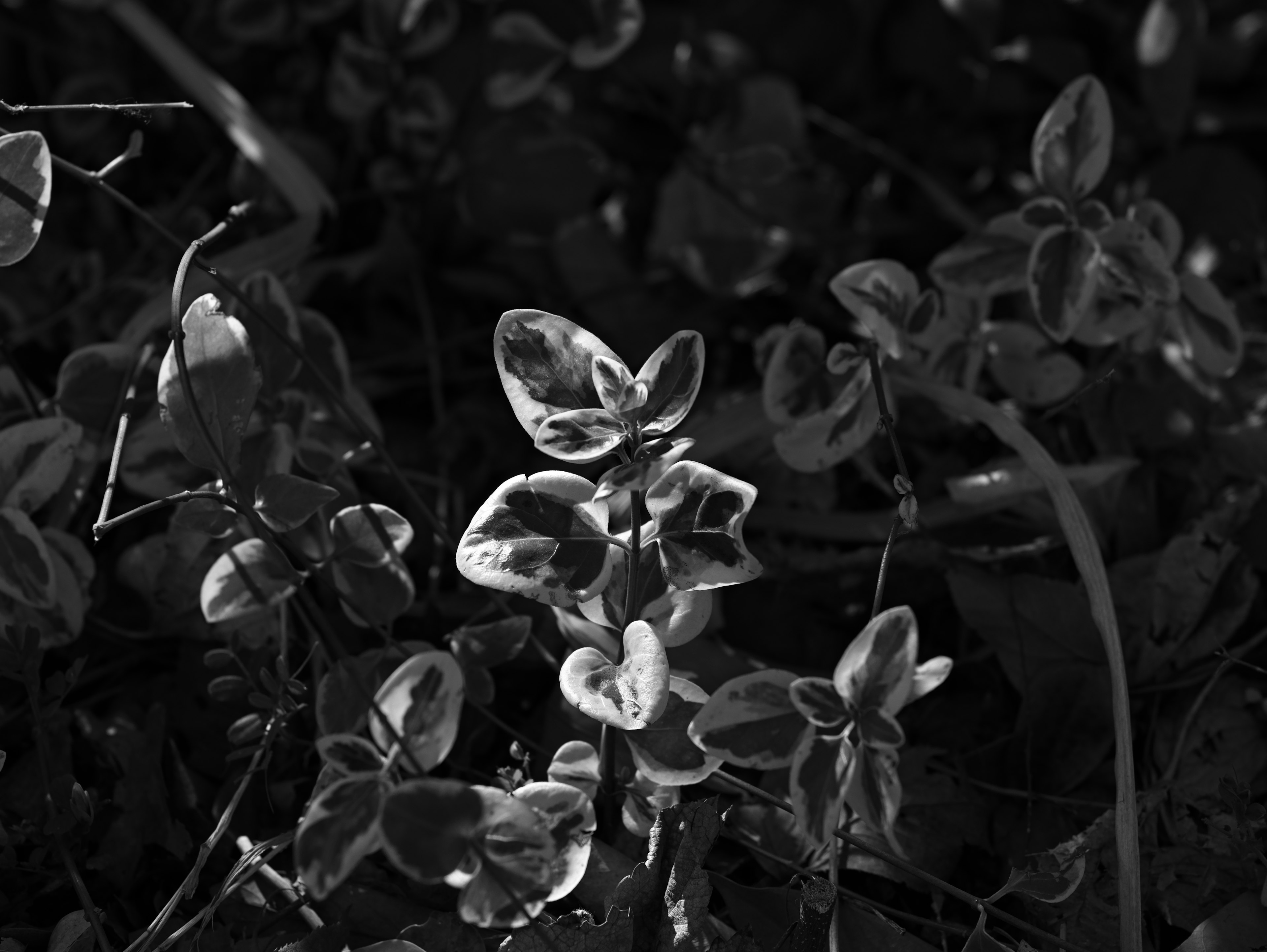 Primer plano de hojas verdes sobre un fondo blanco y negro