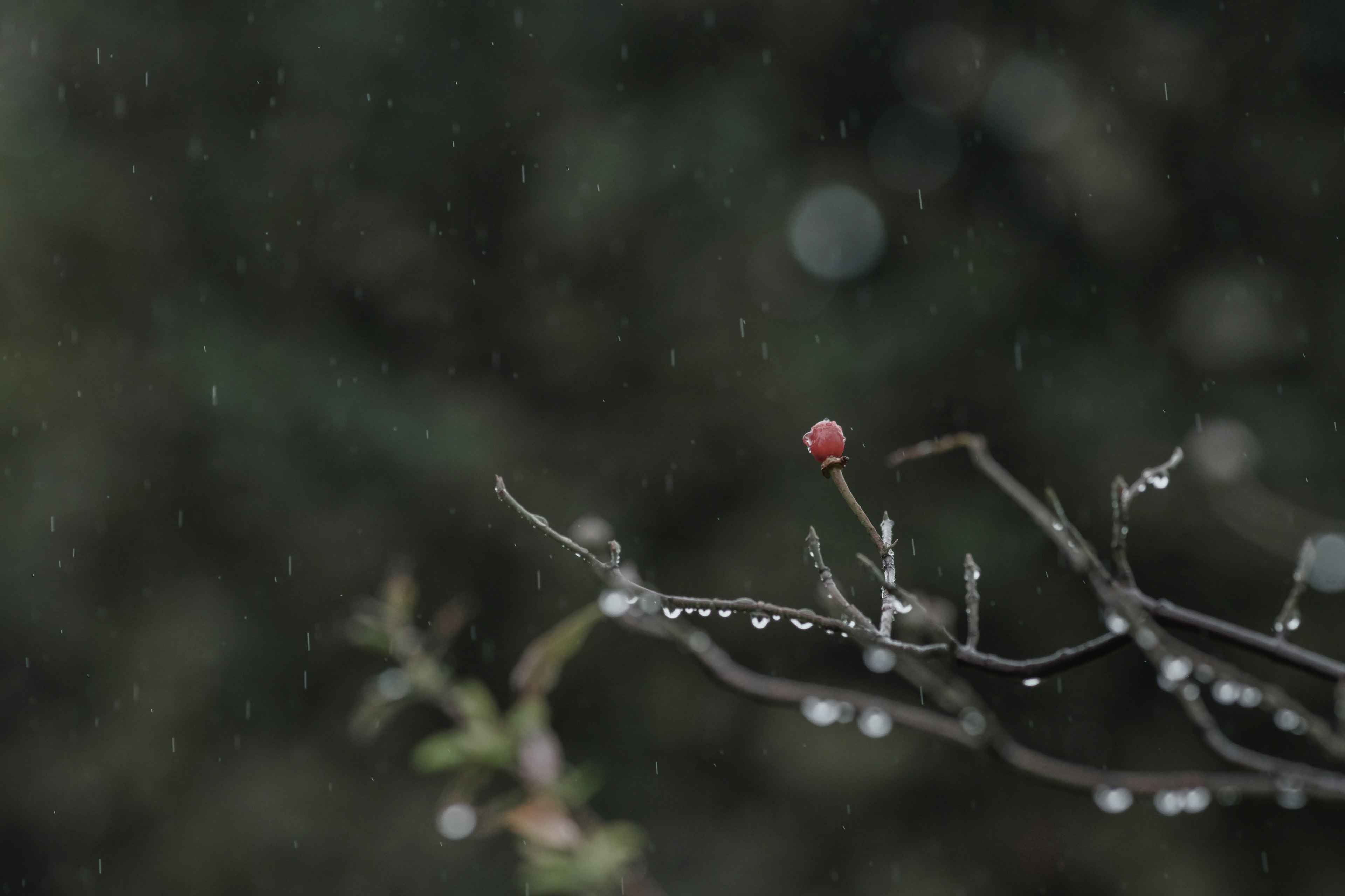 Ein Ast mit einer roten Beere und Tropfen im Regen