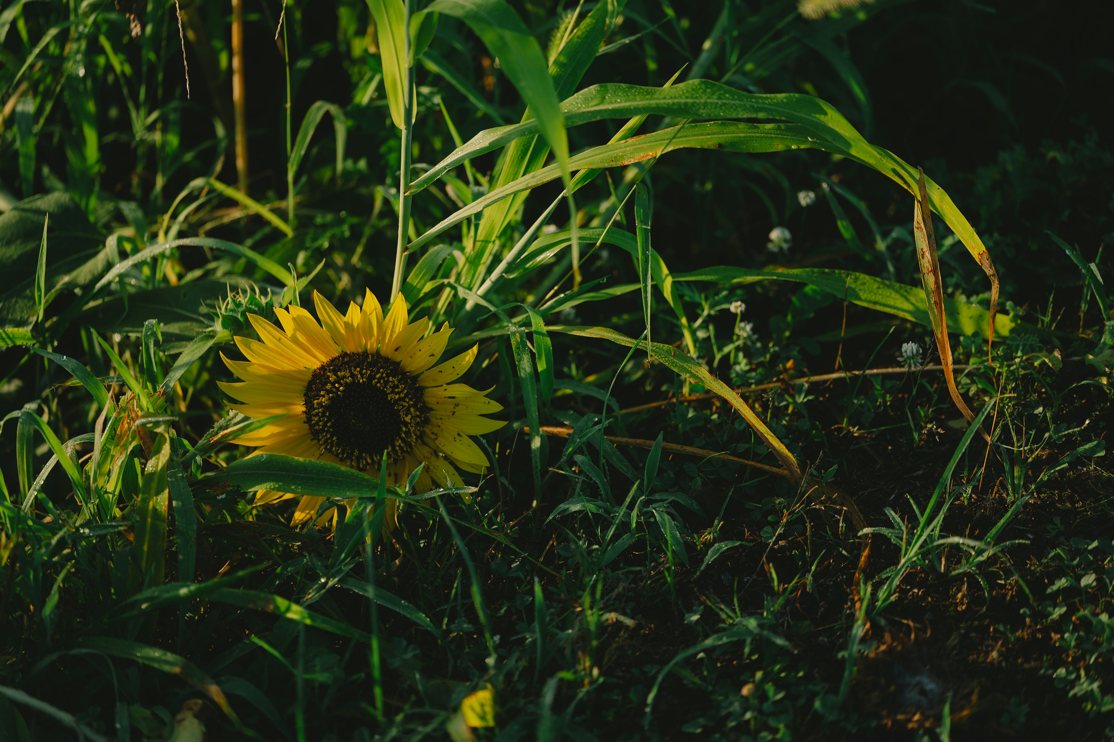 Girasole circondato da erba verde