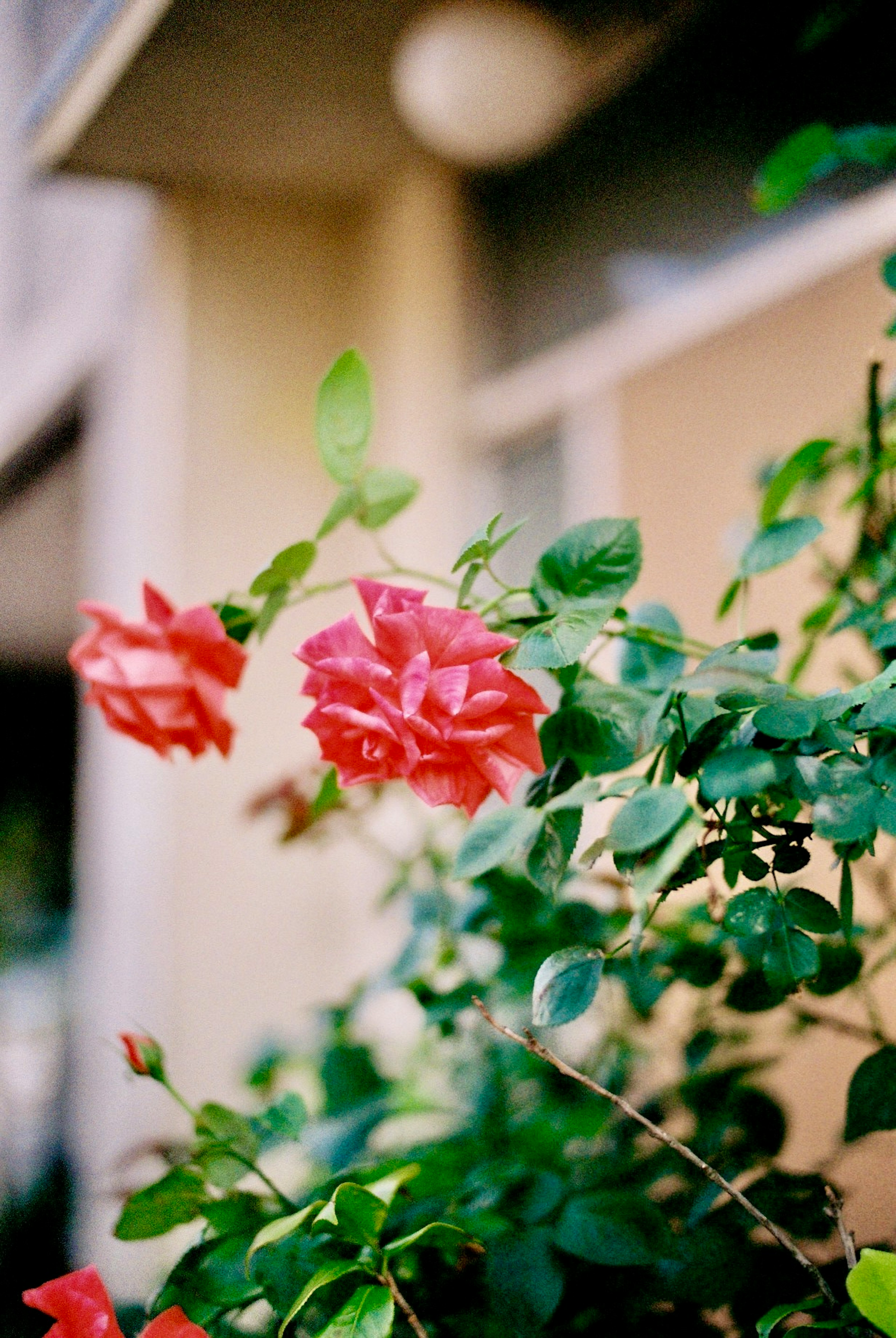 Rosen in Rosa mit grünen Blättern in einer Gartenecke