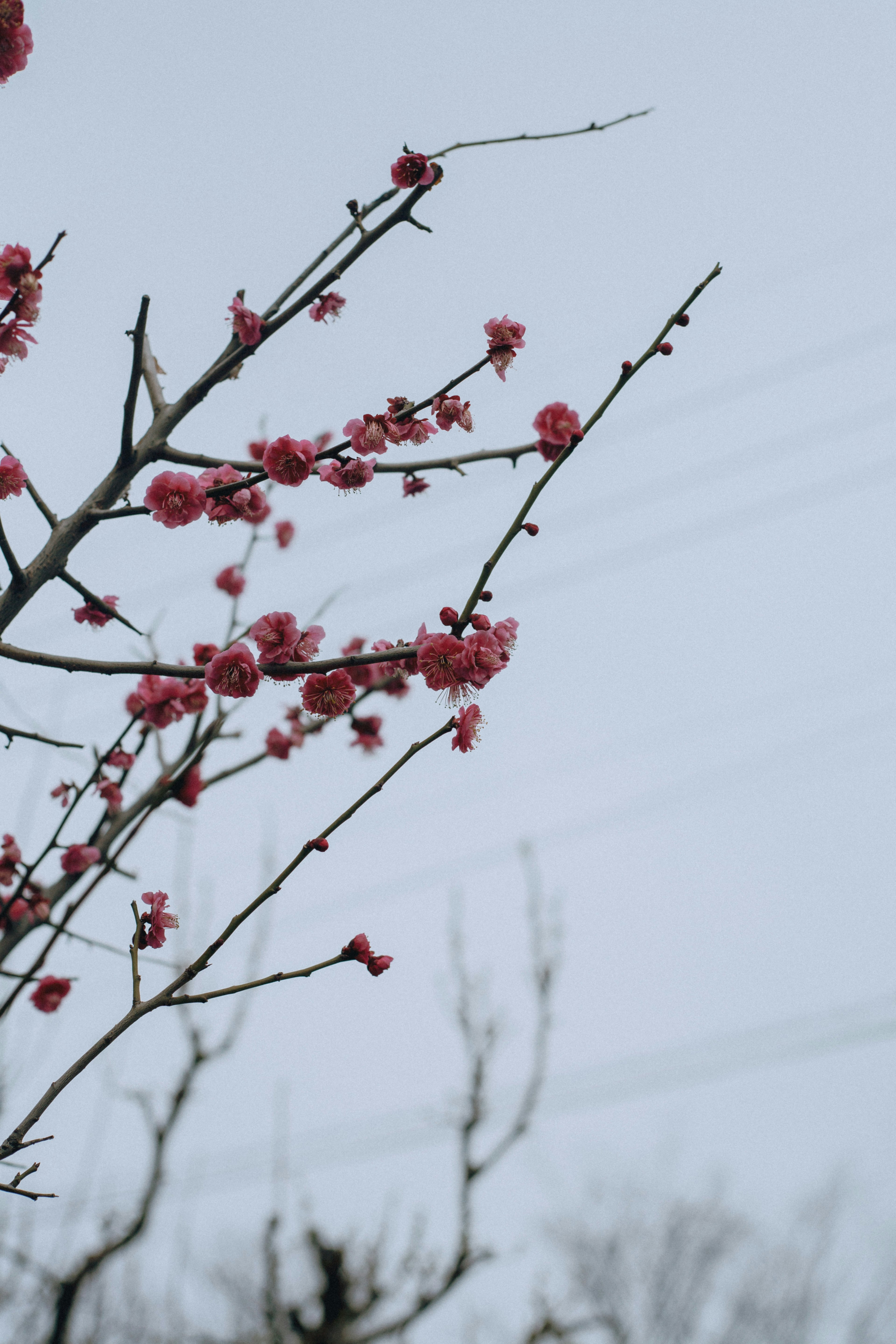 Branches of plum blossoms blooming under a cold sky