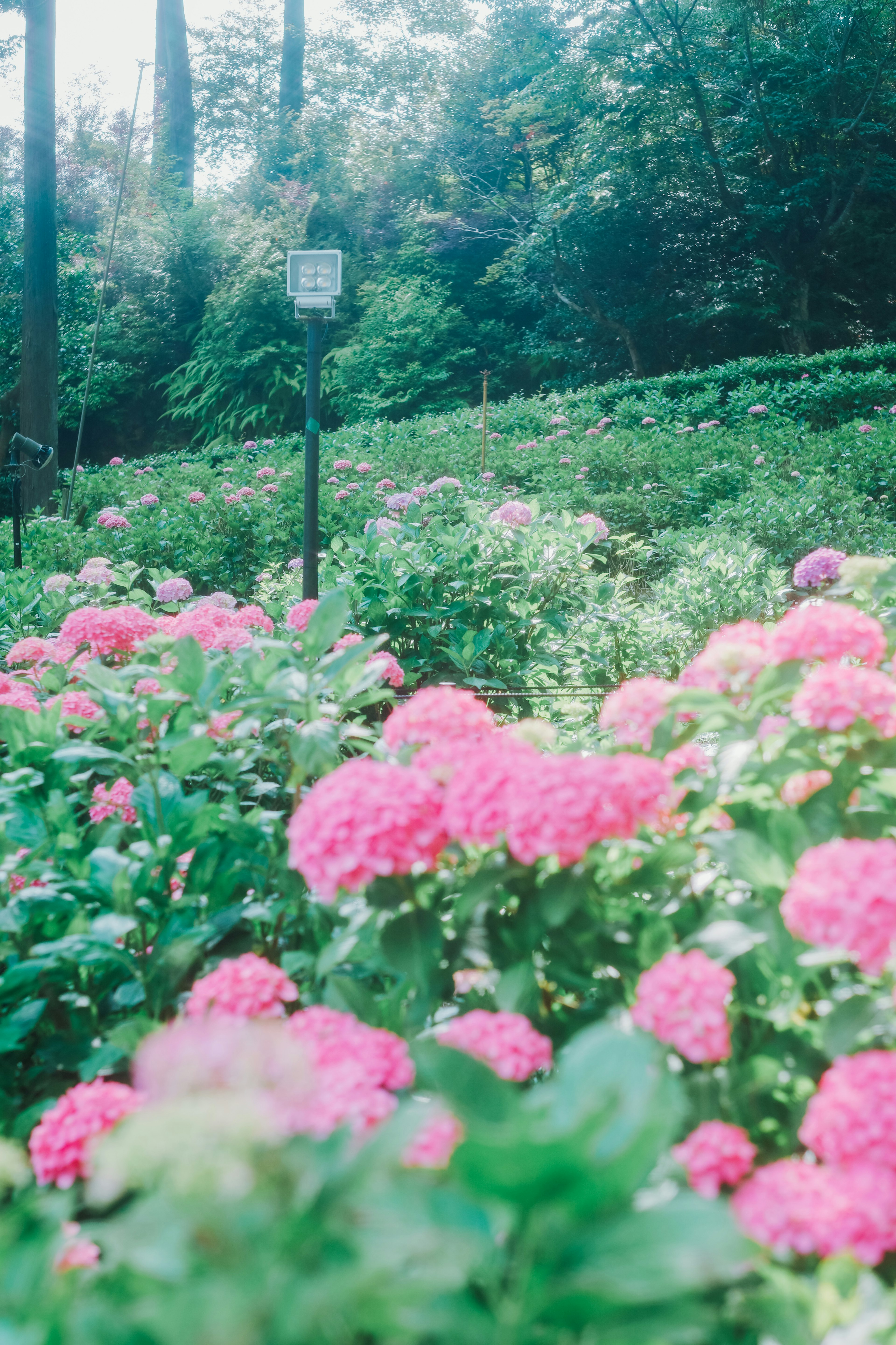 A landscape filled with vibrant pink flowers against a green background