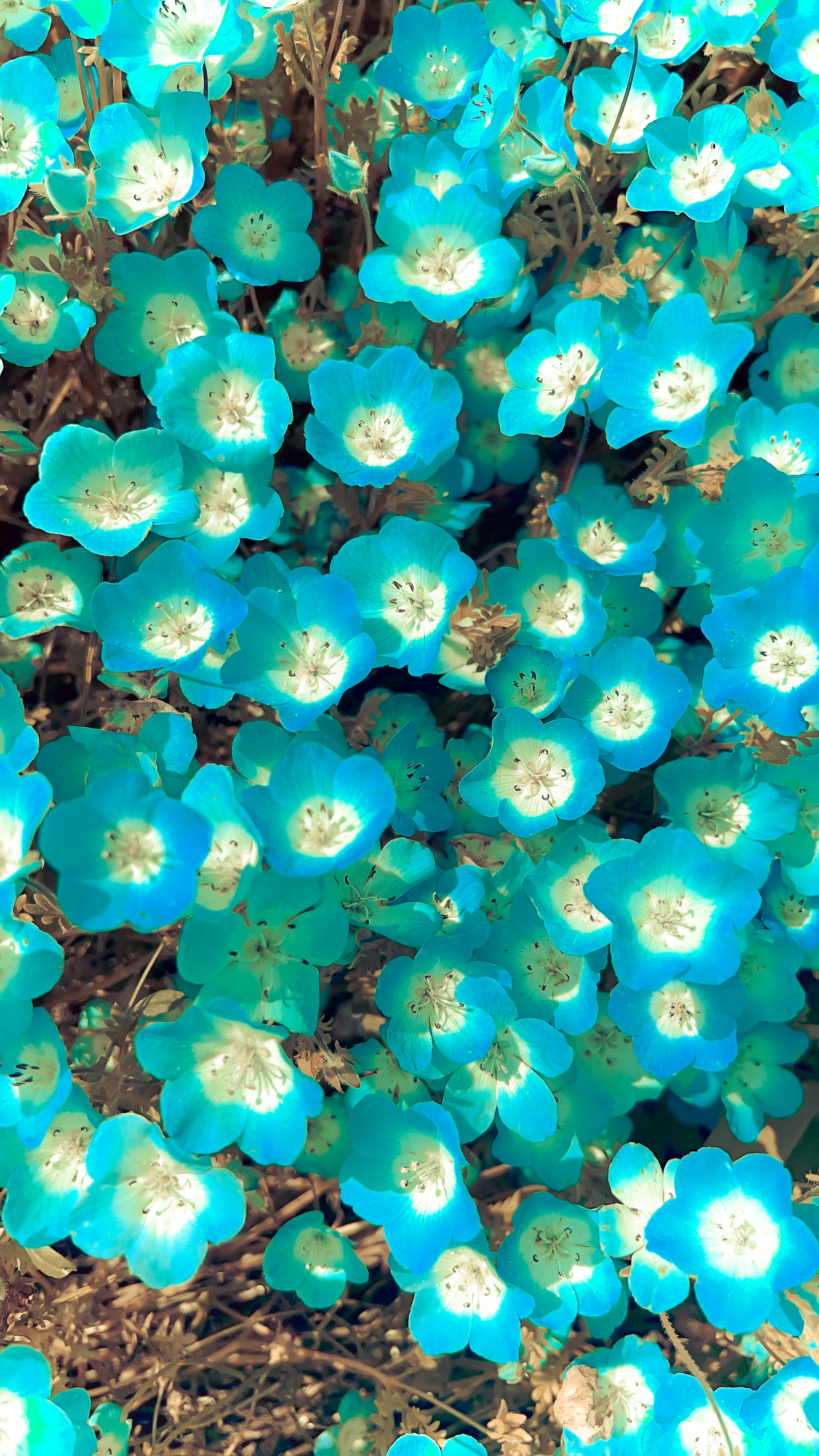 Vibrant clusters of blue flowers in a natural setting