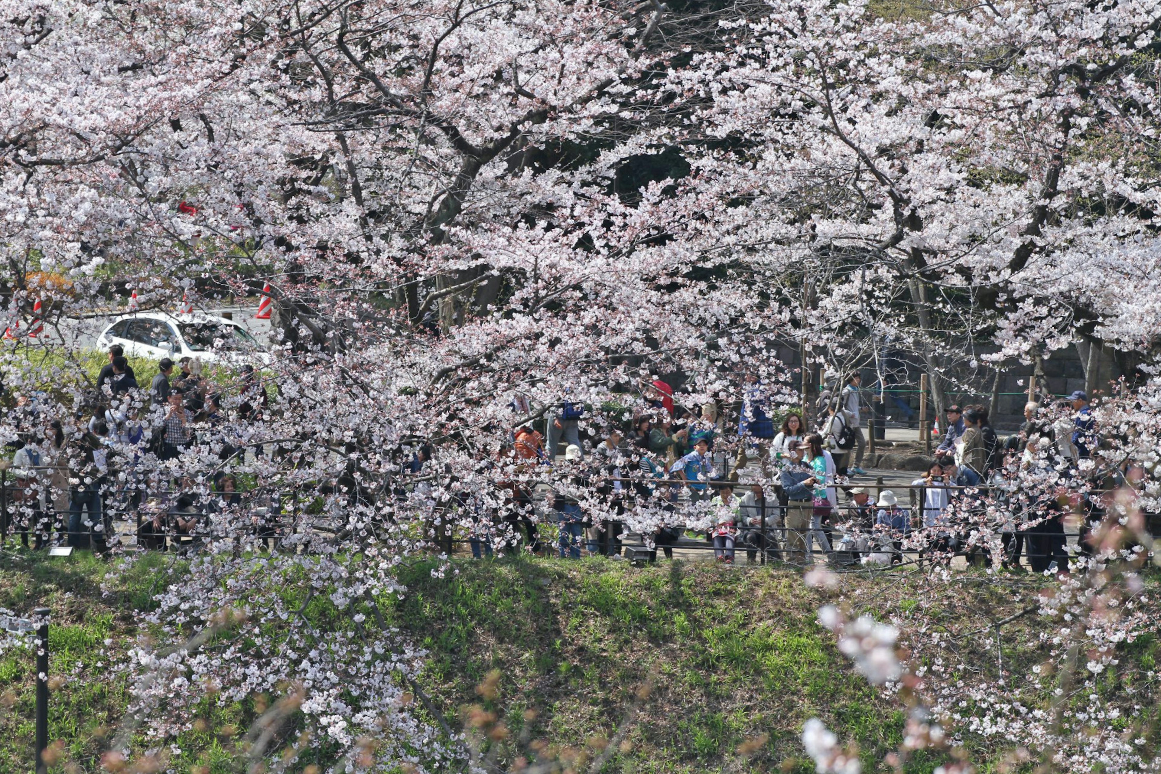 Personas reunidas bajo cerezos en flor en un parque