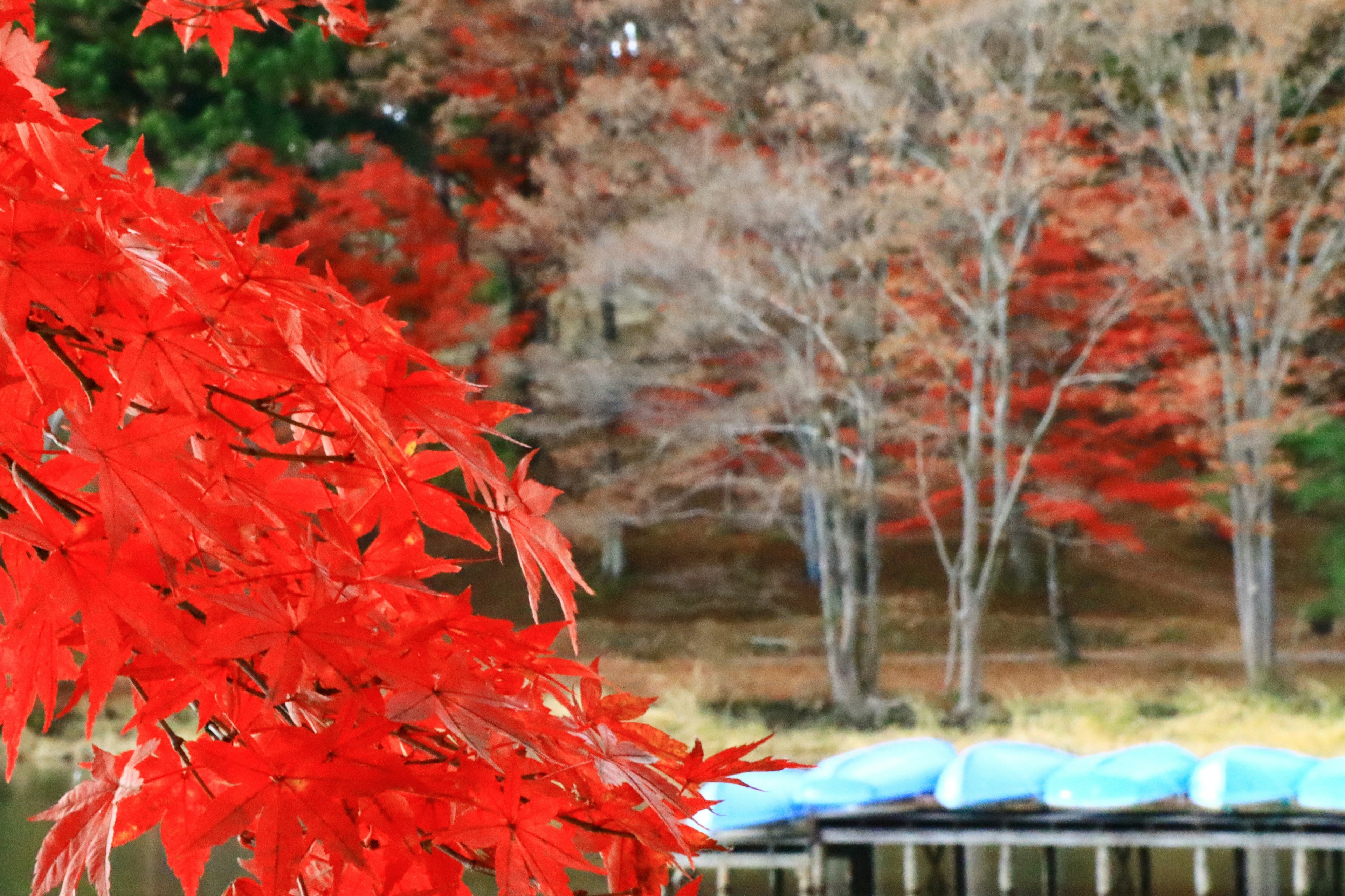 Vibrant red maple leaves against a serene lake backdrop