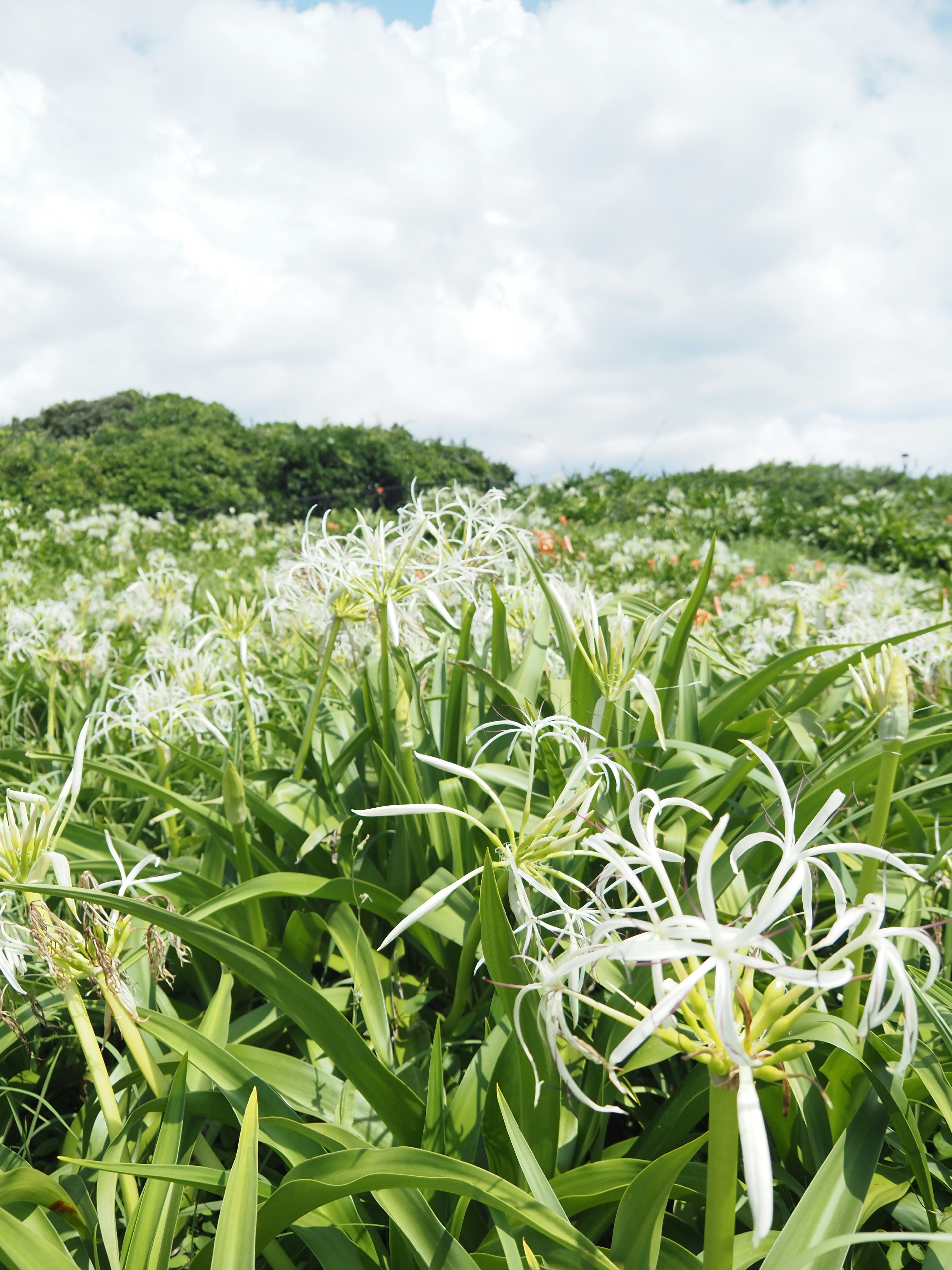 Pemandangan rumput hijau dengan bunga putih yang mekar di bawah langit berawan