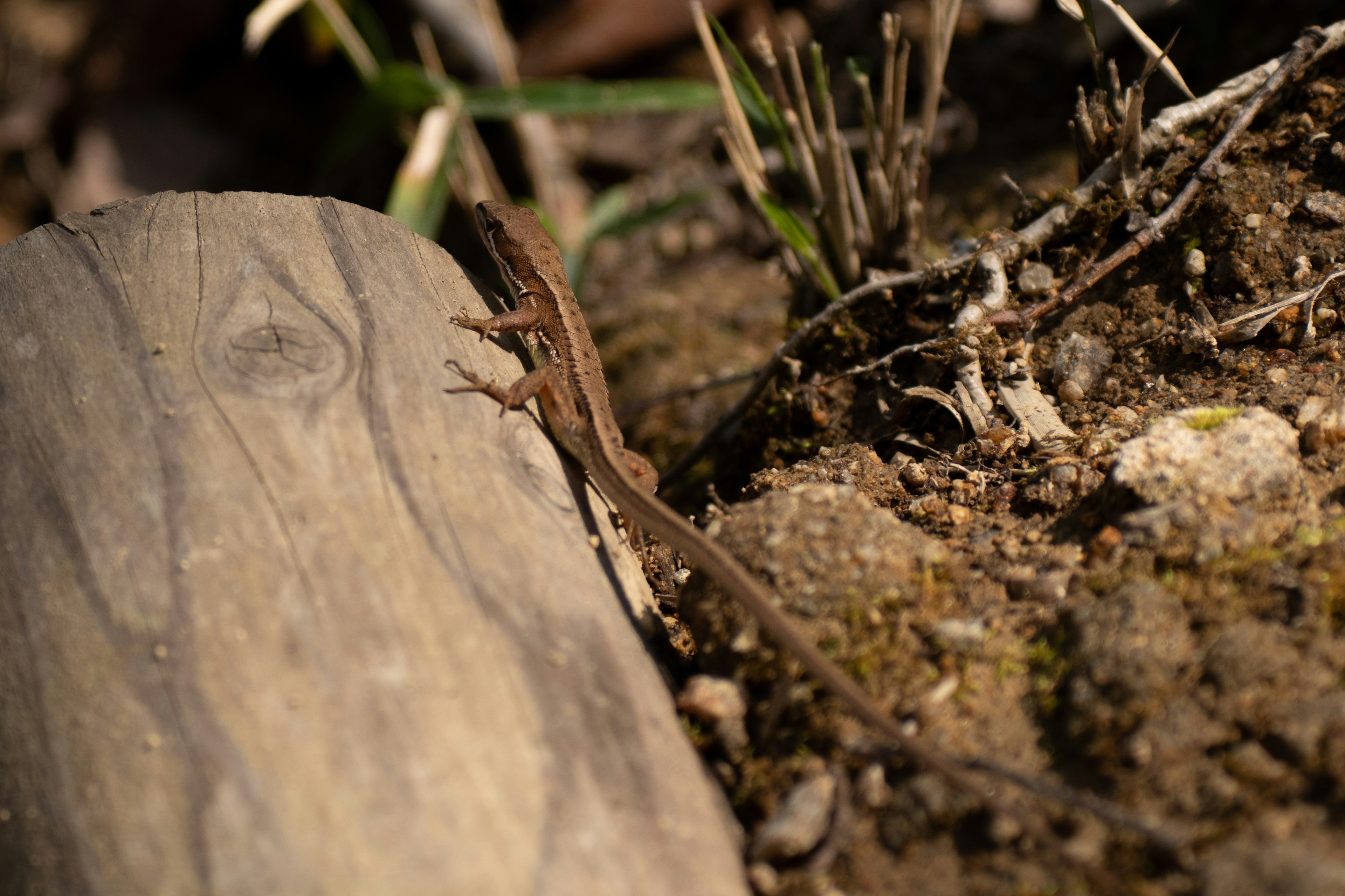 Primo piano di un piccolo lucertola accanto a un pezzo di legno sul terreno