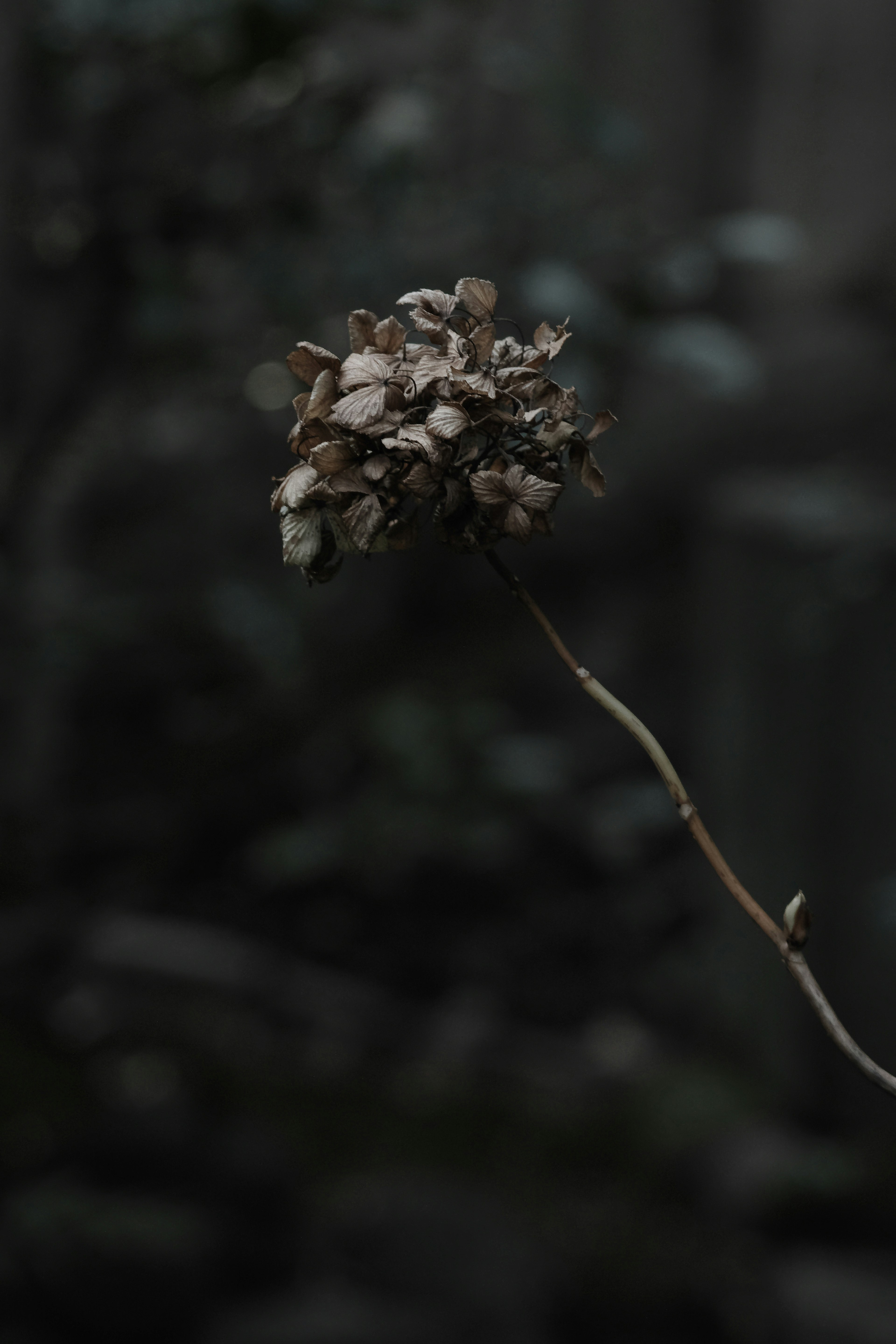 枯れた花の穂が暗い背景に浮かび上がる