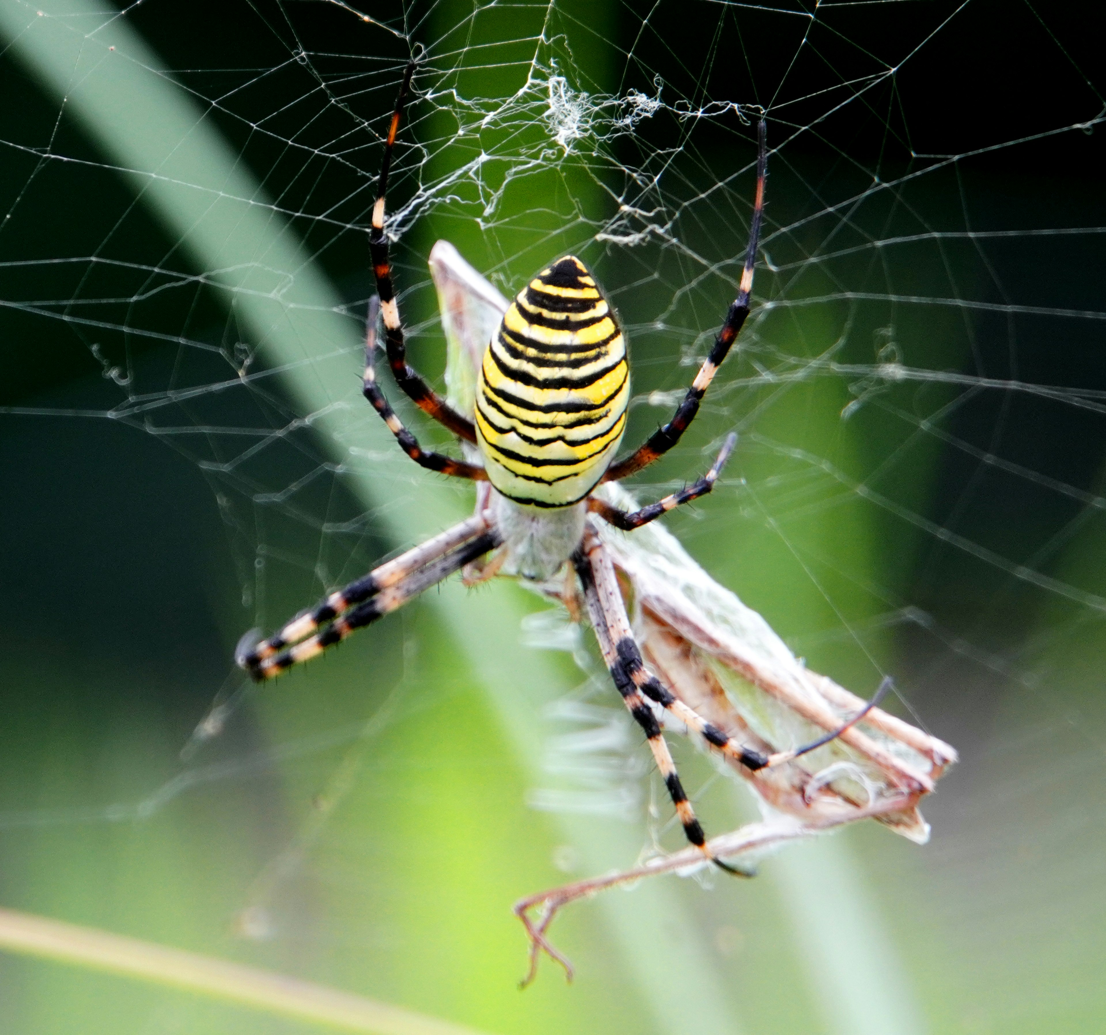 Une araignée rayée jaune et noire tenant un insecte dans sa toile