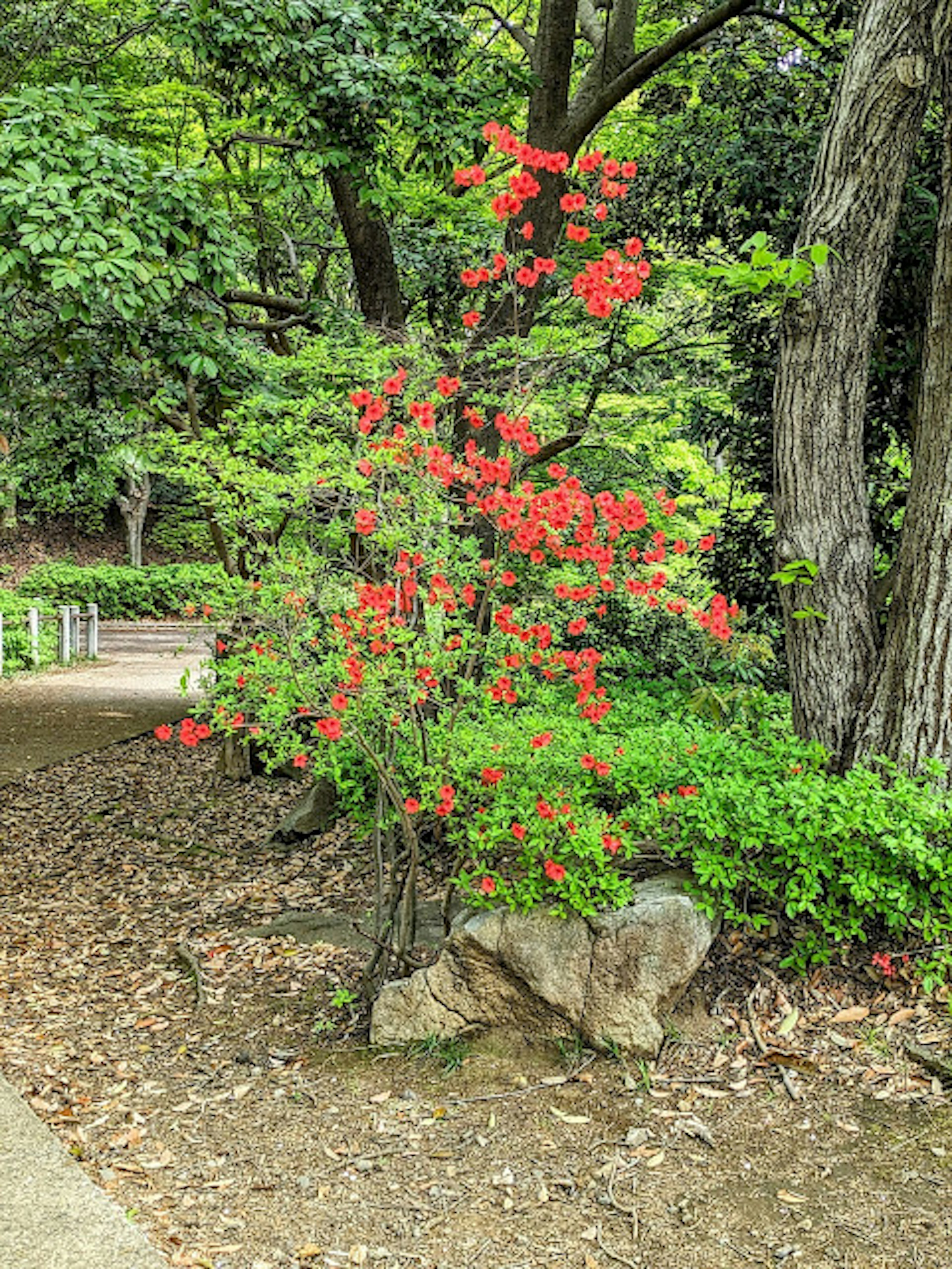 緑の木々の中に咲く赤い花の木の写真