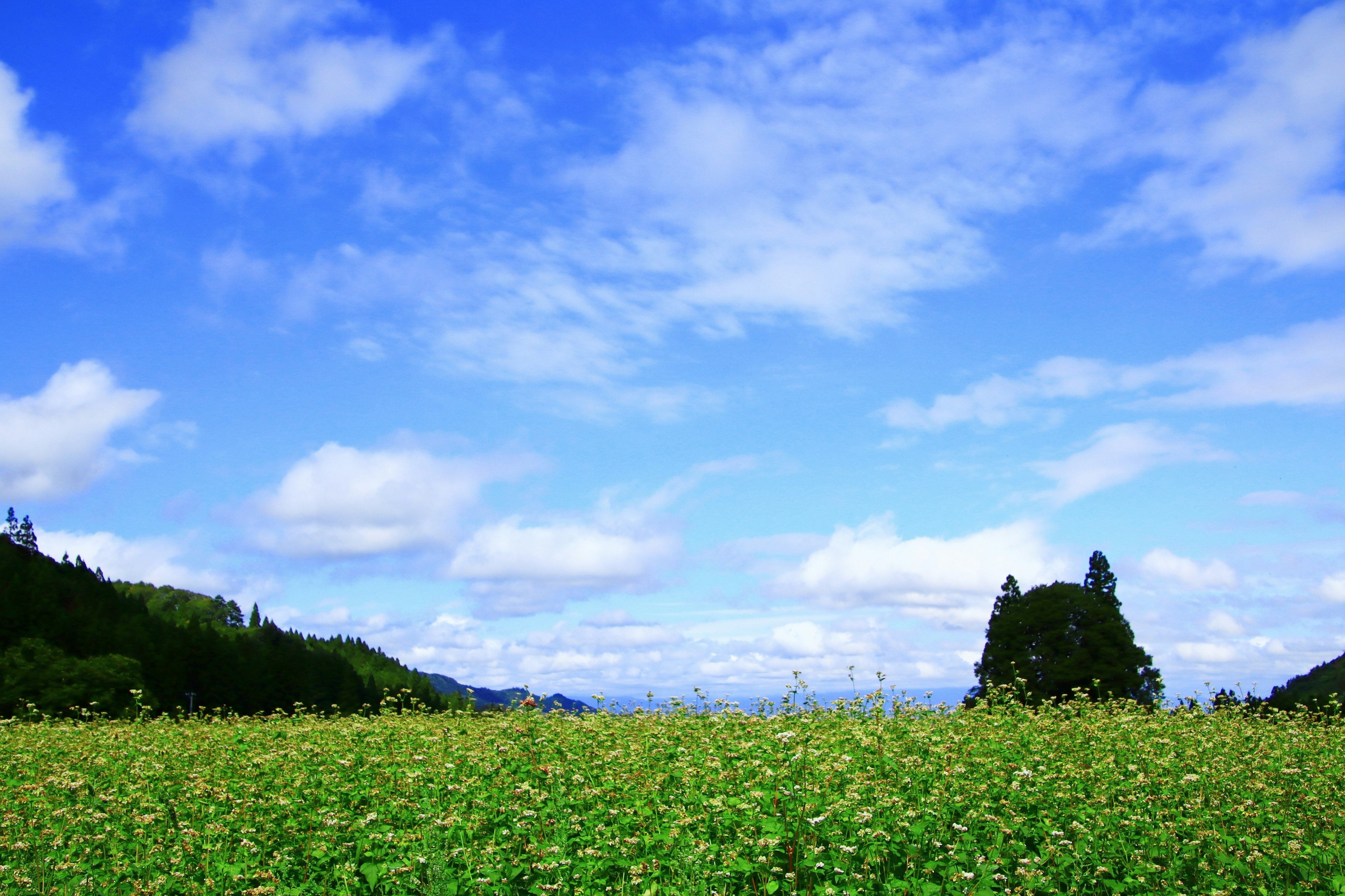 Ciel bleu vaste avec des nuages blancs sur un champ vert et des montagnes lointaines