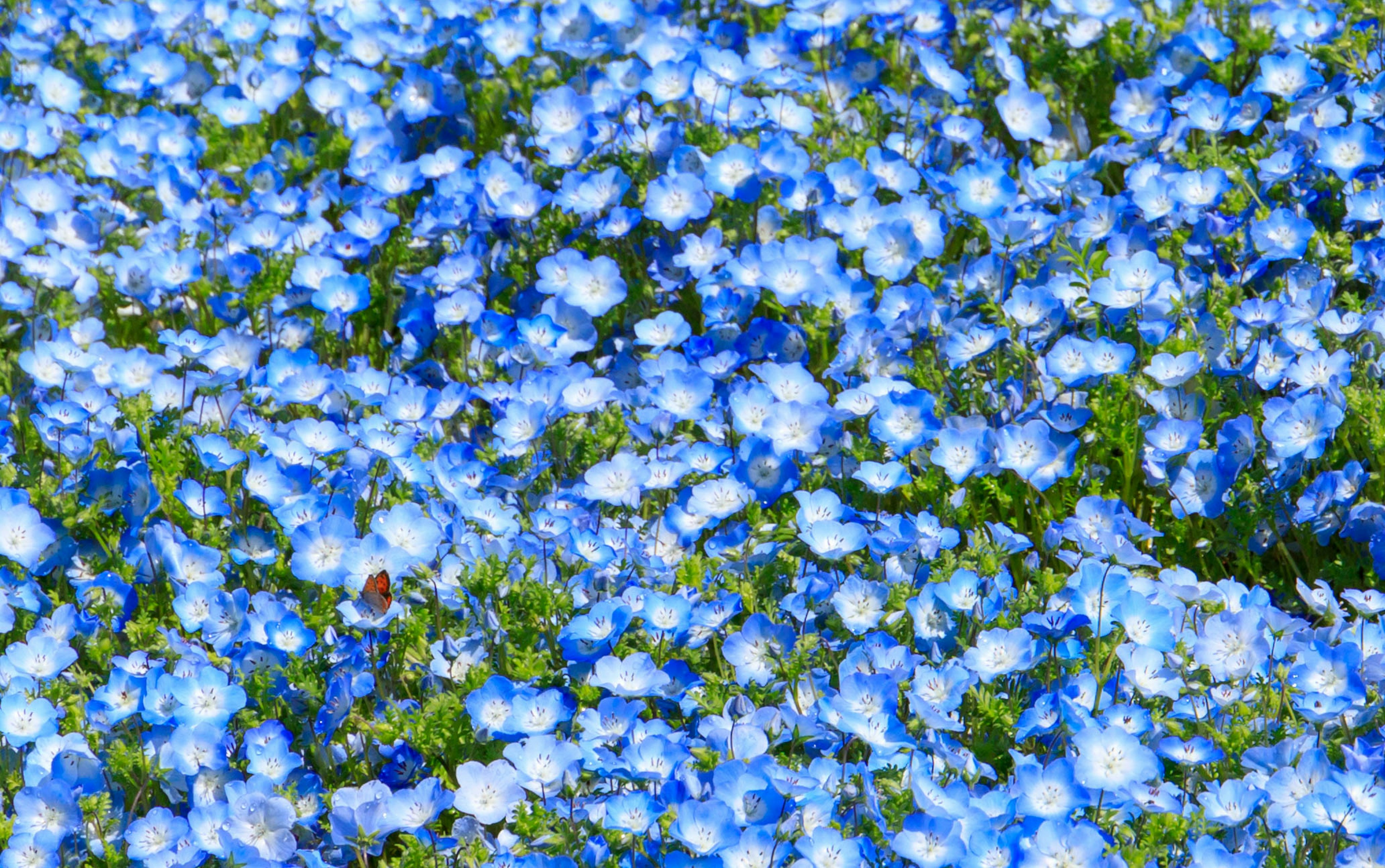 Un hermoso paisaje cubierto de flores azules