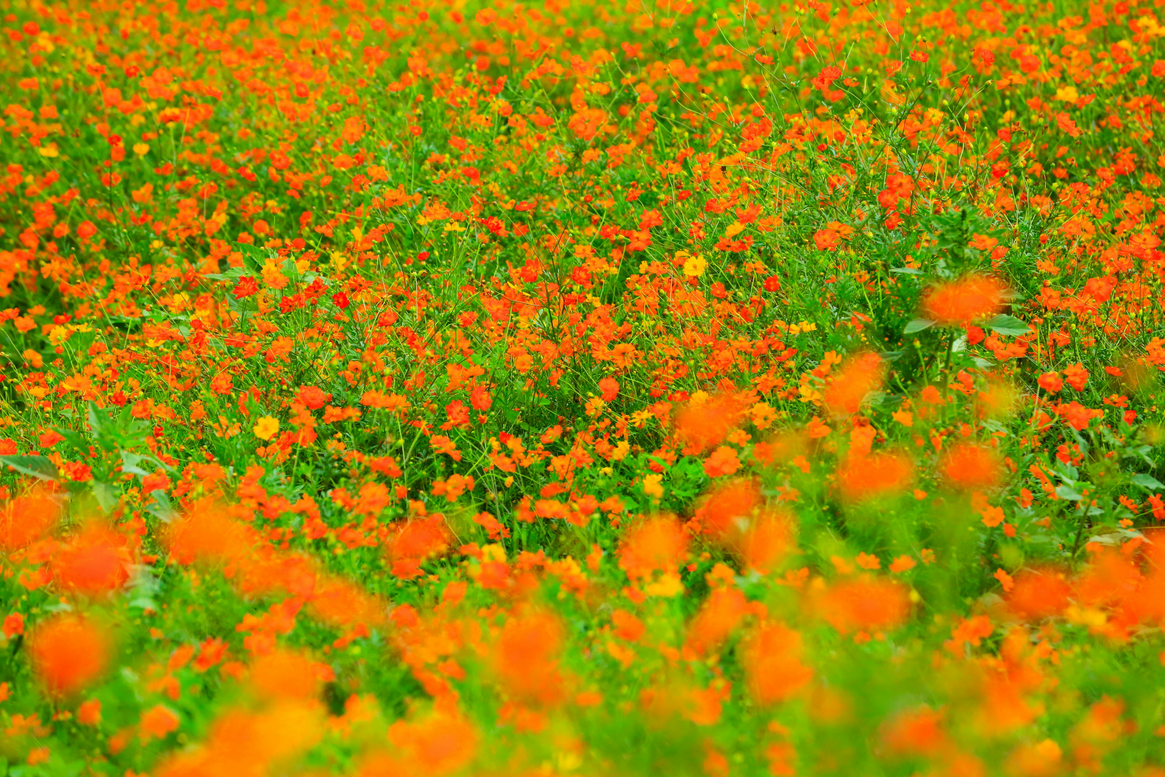 オレンジ色の花が咲き乱れる広い草原の風景