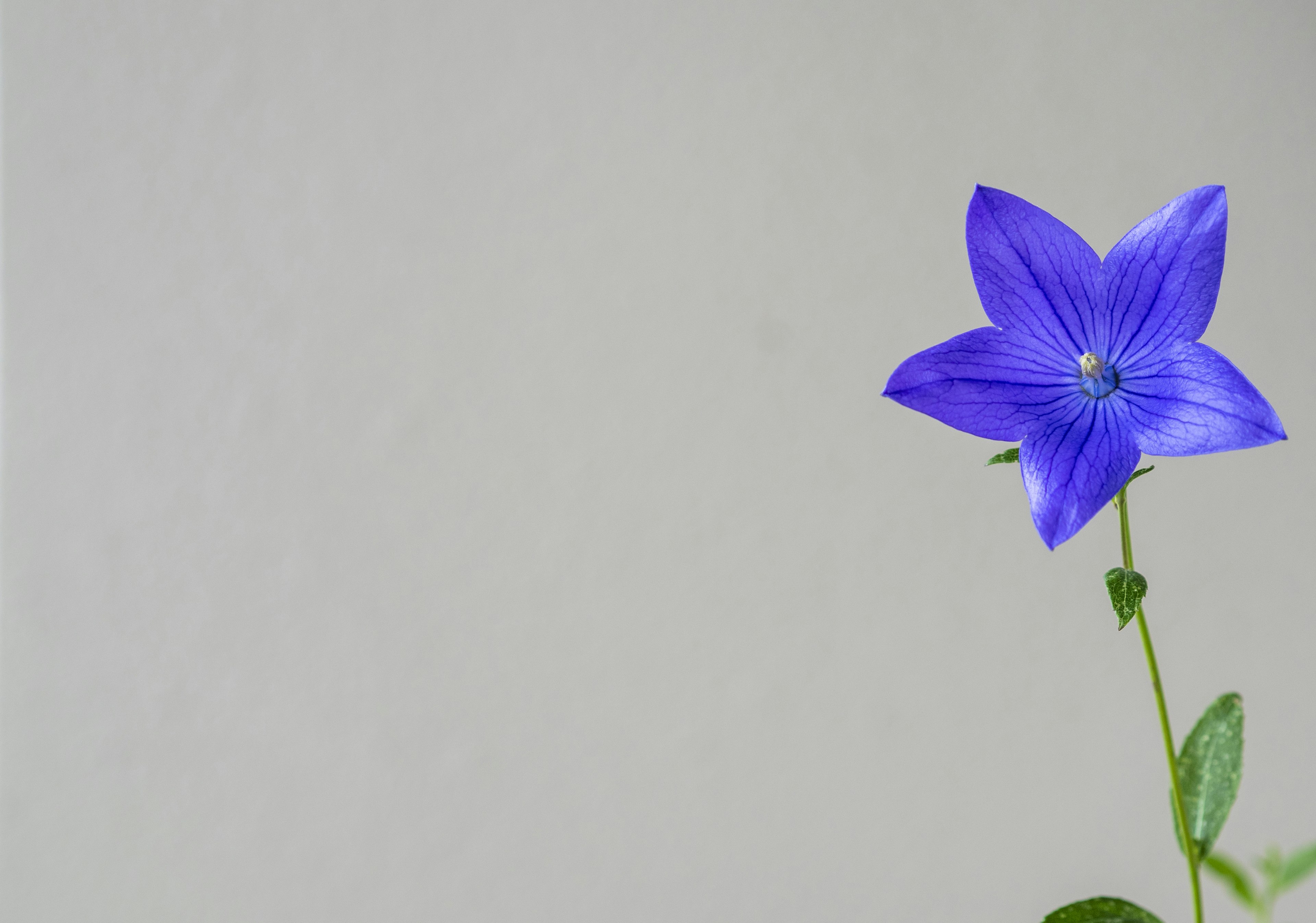 Une fleur bleue en forme d'étoile sur le côté droit avec un fond gris clair