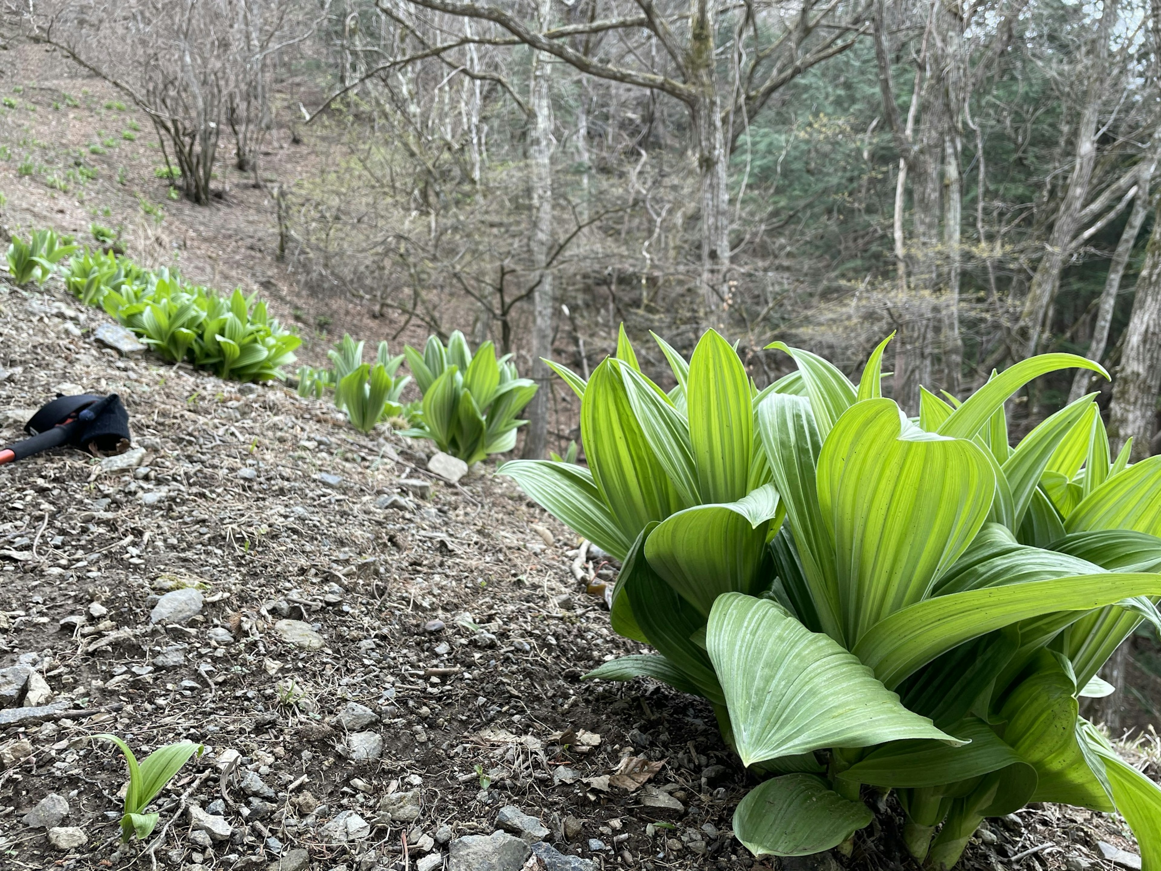 Large green-leaved plants growing on a hillside